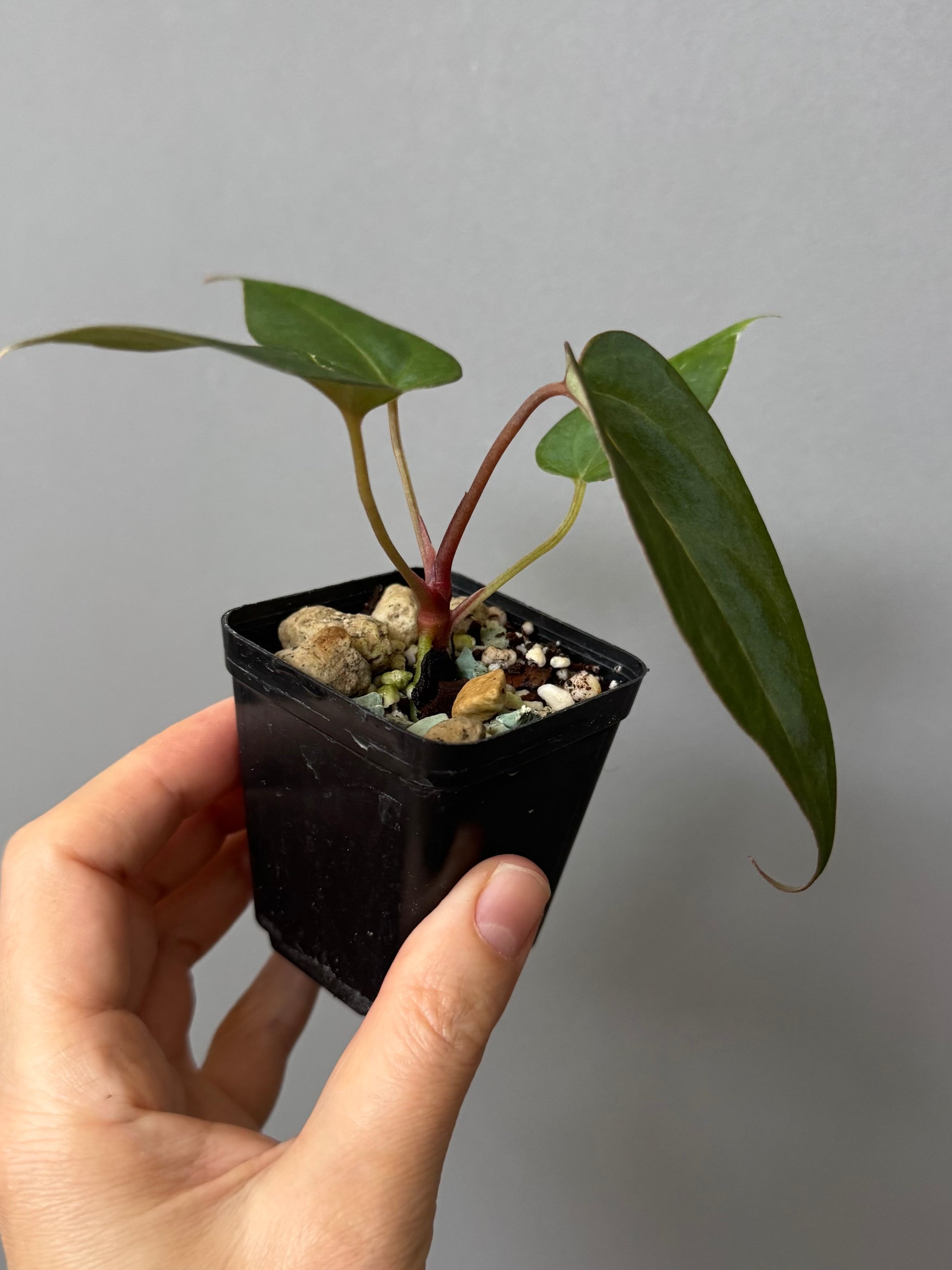 Anthurium (MagCrystal x NoID) x Papillilaminum