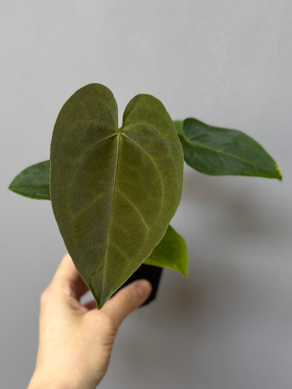 Anthurium Queen of Hearts x Besseae aff. OR forgetii (nordicplantdiary)