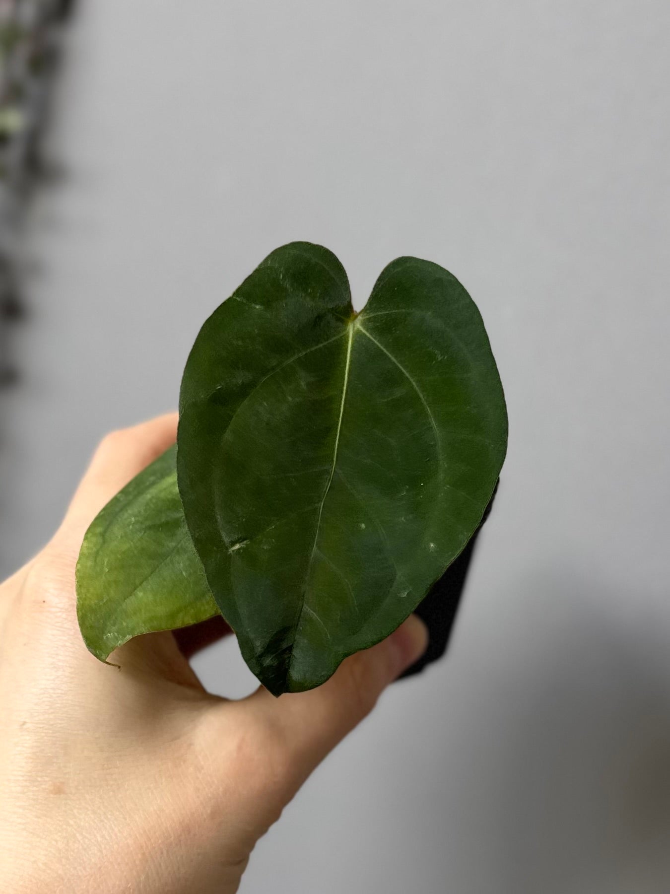 Papillilaminum K1xT5 #1