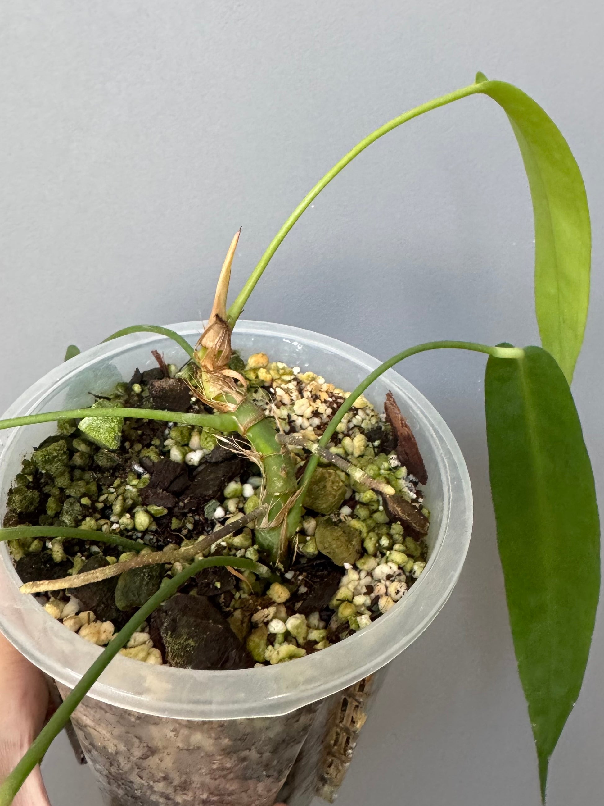 Anthurium wendlingeri