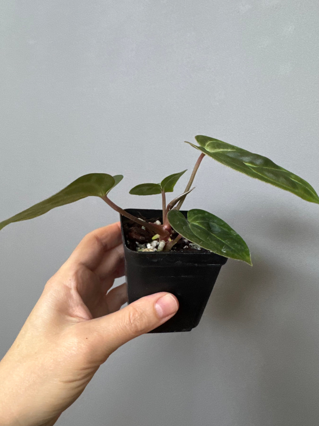 Anthurium Besseae aff. (#1)