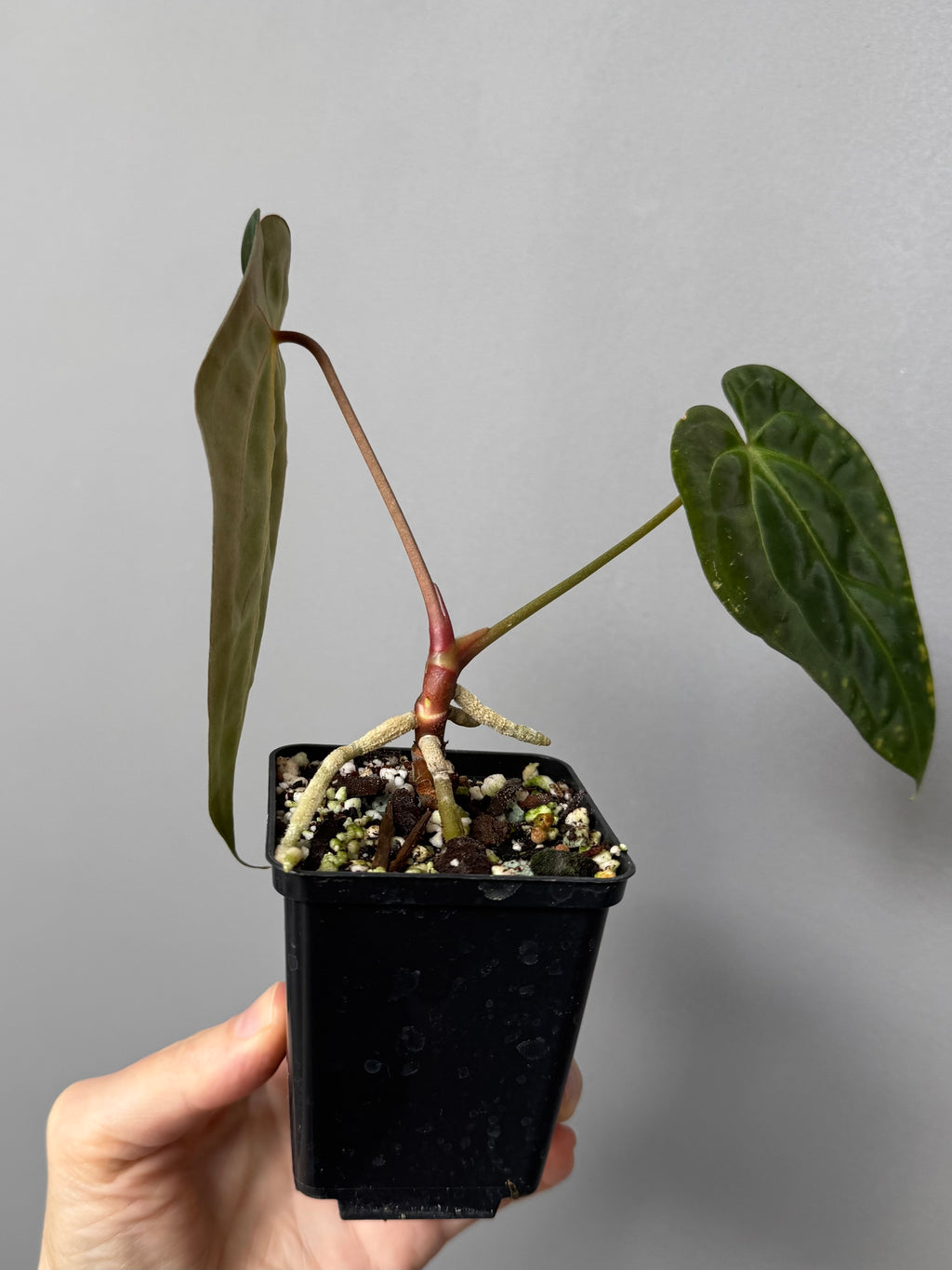 Anthurium papillilaminum x besseae aff.