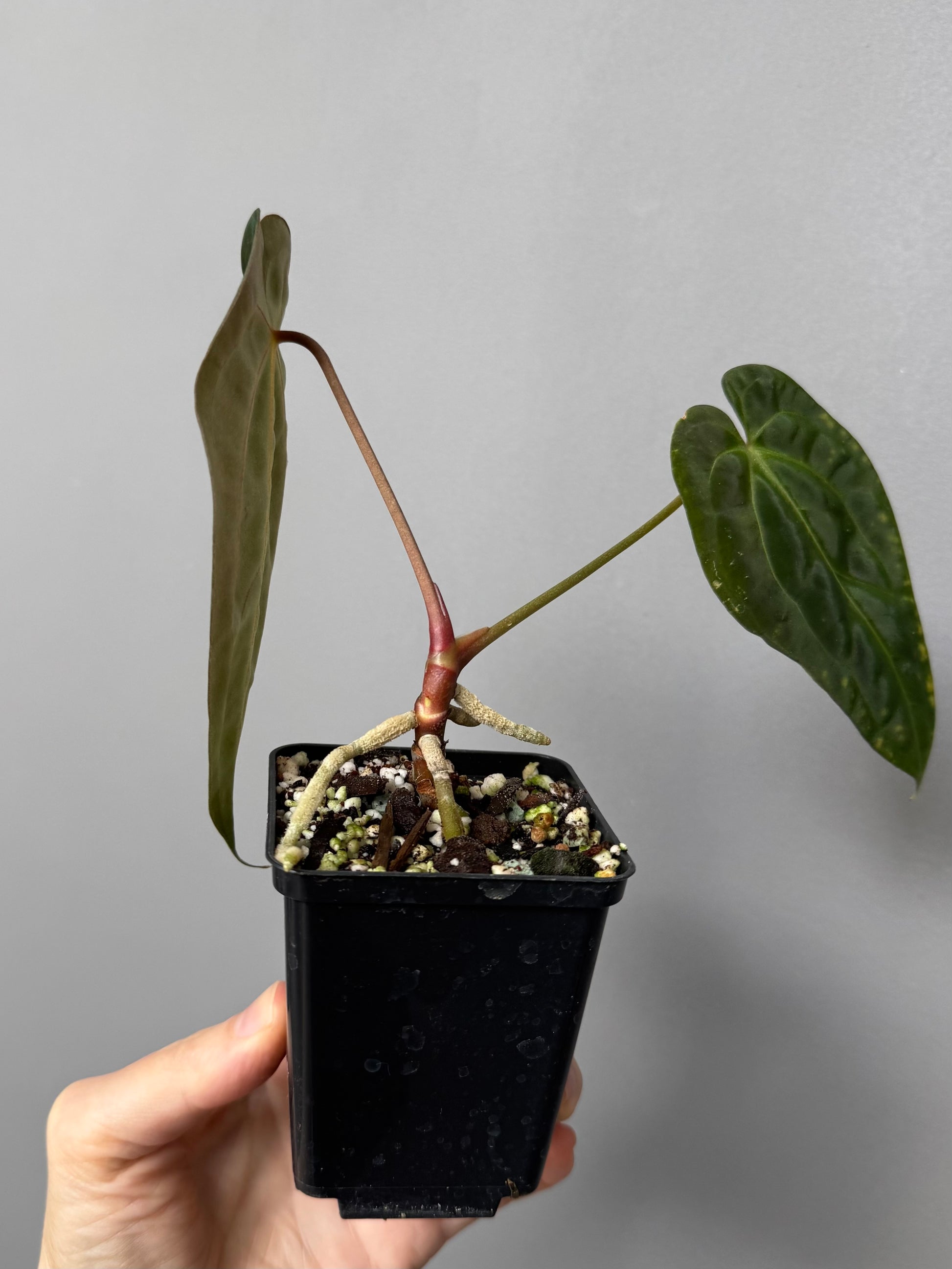 Anthurium papillilaminum x besseae aff.