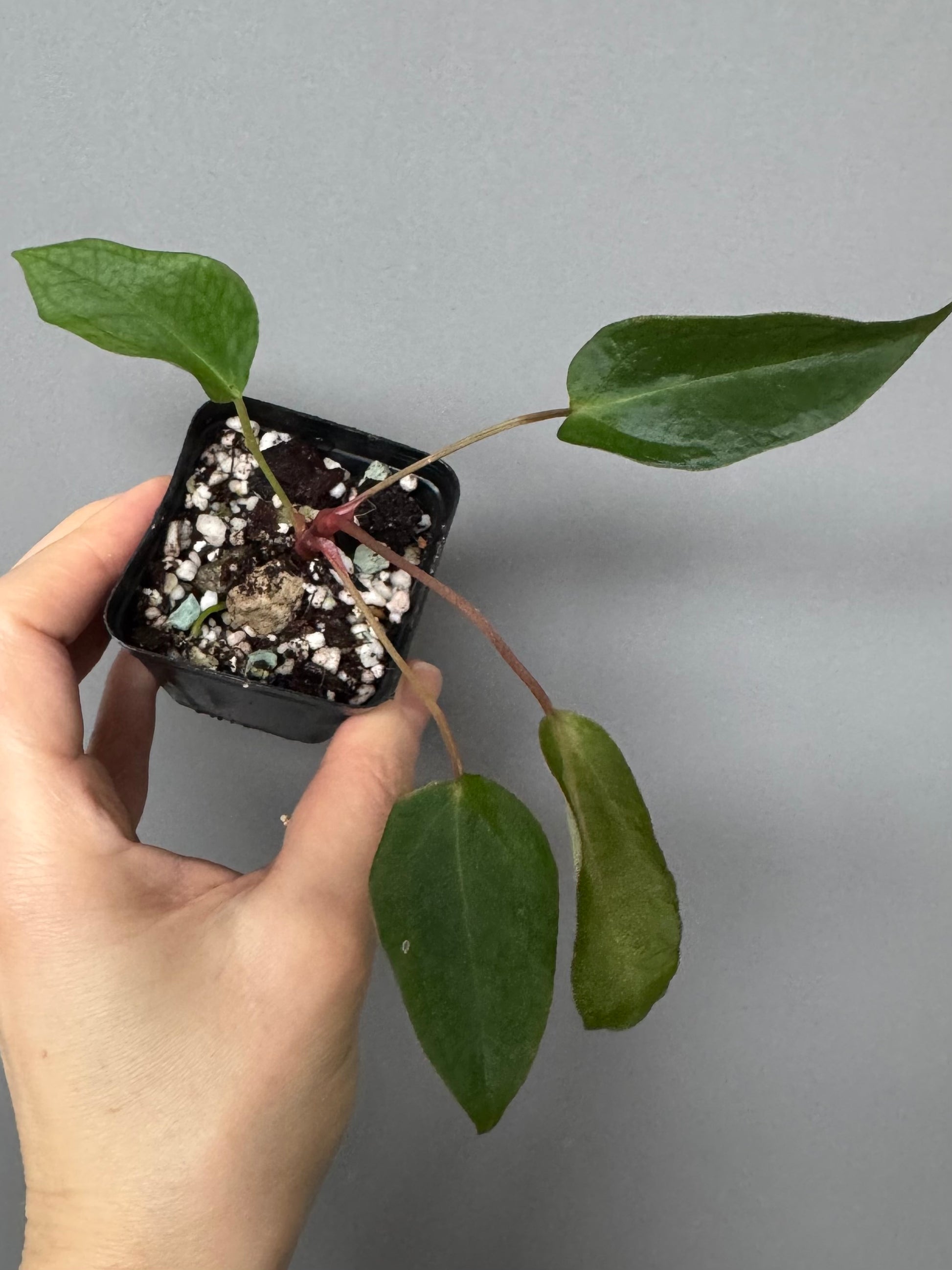 Anthurium (MagCrystal x NoID) x Papillilaminum