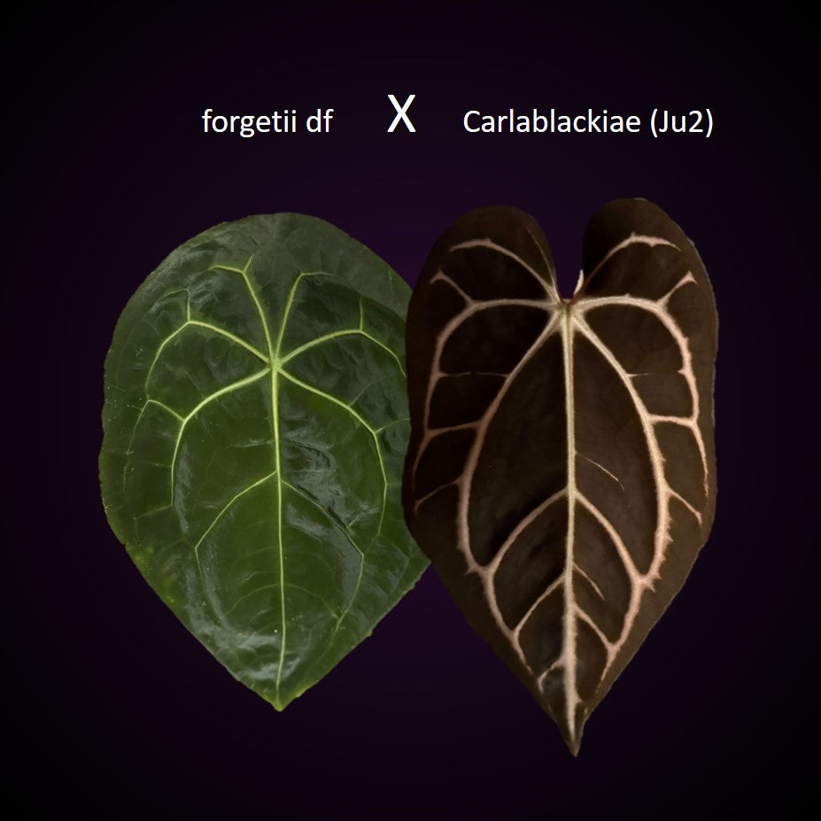 Anthurium forgetii dark form x Carlablackiae