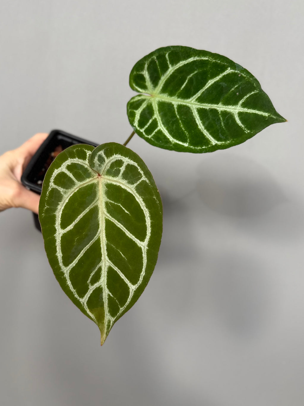 Anthurium ((magnificum x crystallinum) x NoID) X Michelle