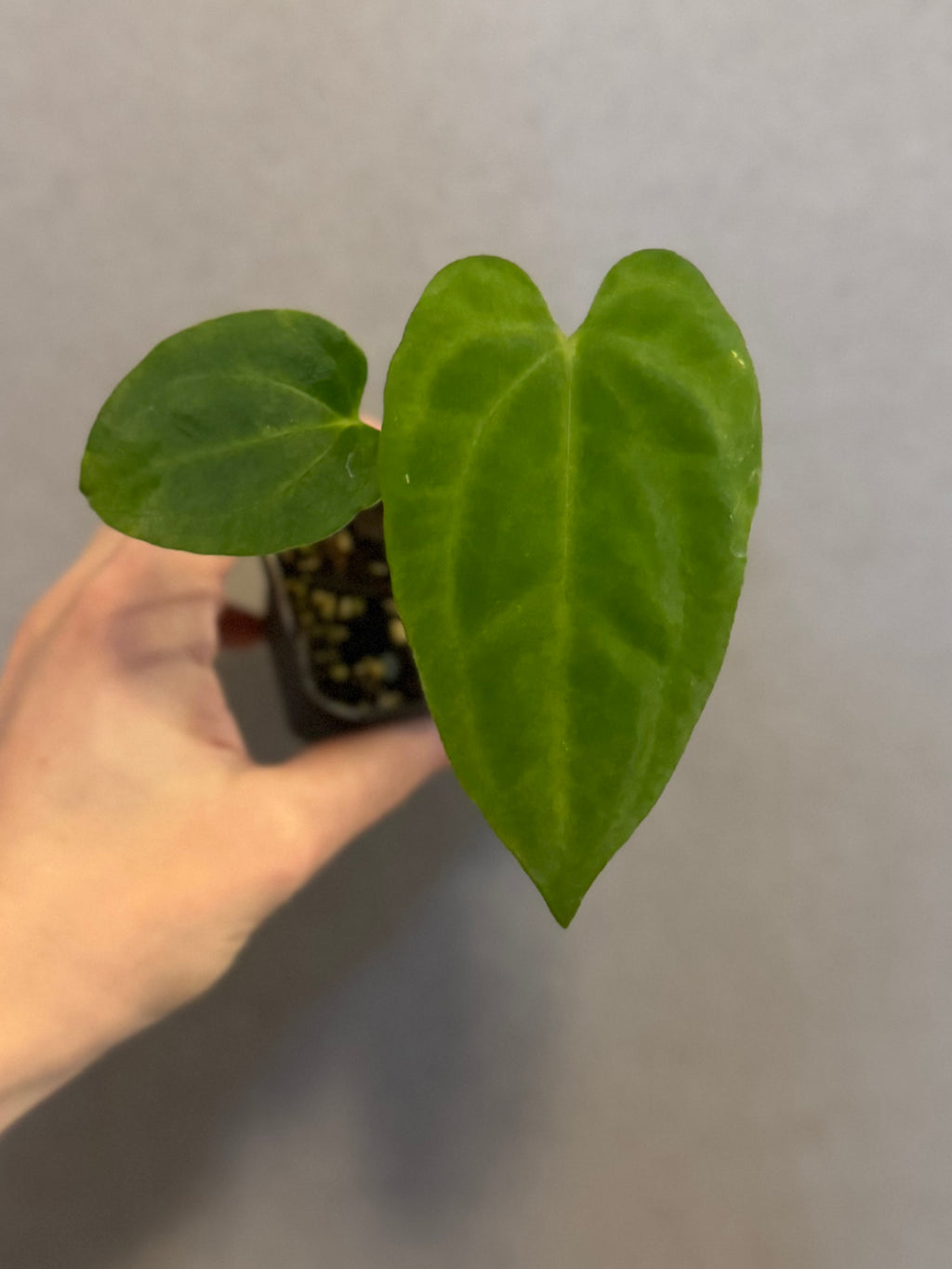 Anthurium PapillilaminumX
