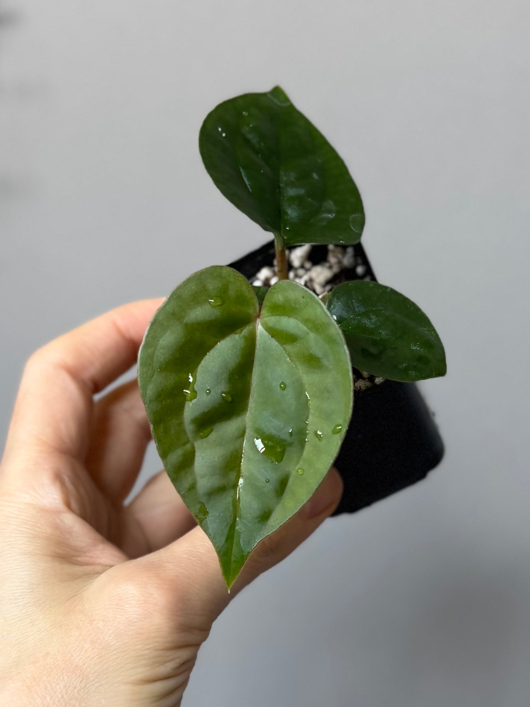 Anthurium ZxM x luxurians