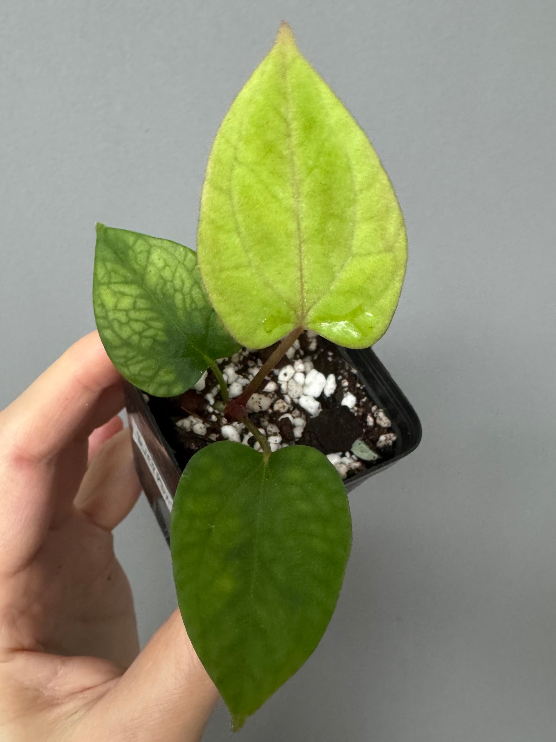 Anthurium (BVEP x port Dorito) x (Dark Phoenix x Goliath)