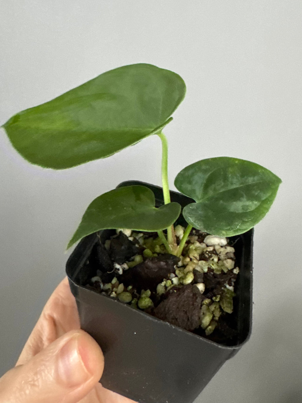 Anthurium forgetii df x papillilaminumX (by formundflora)