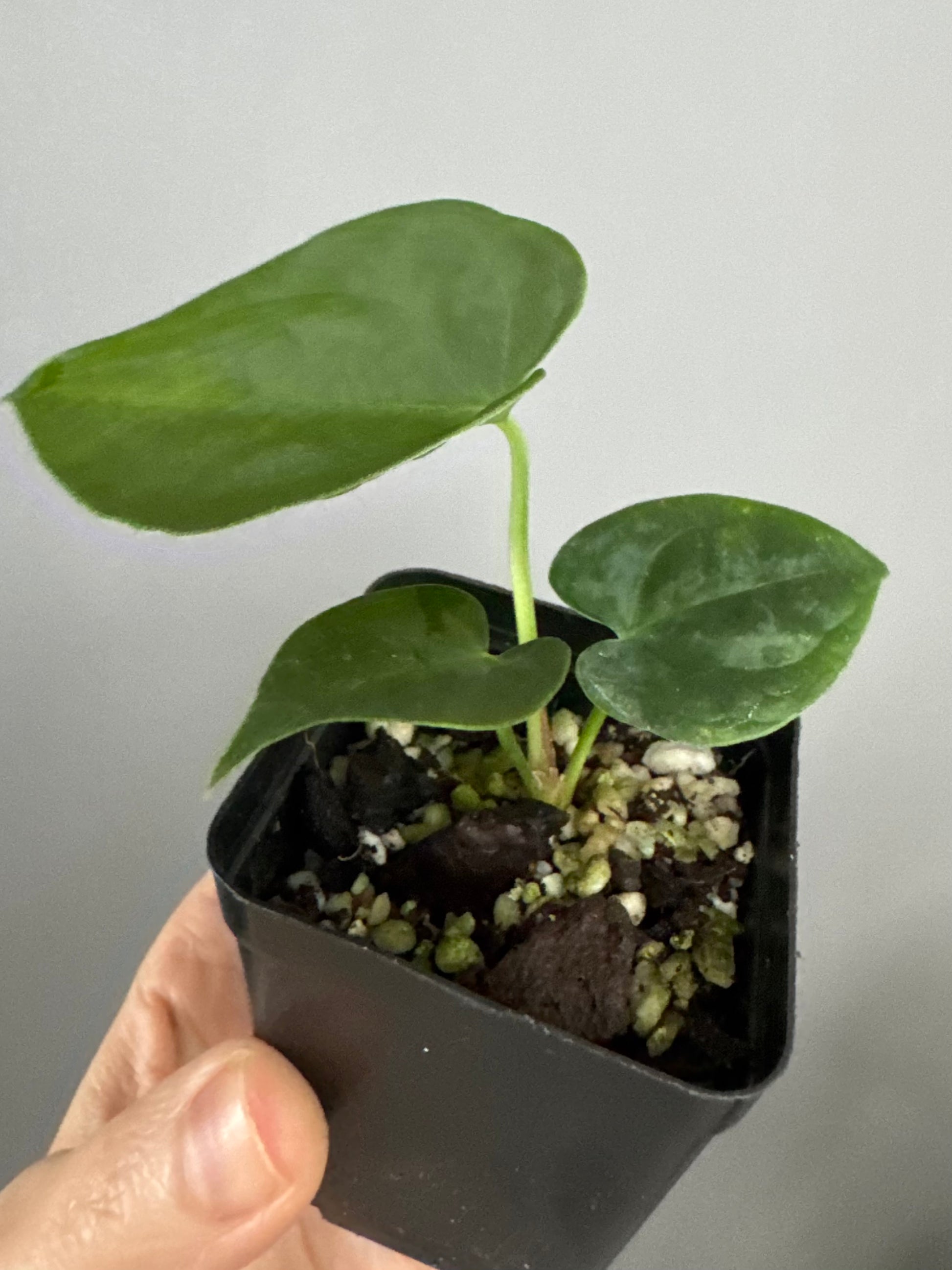 Anthurium forgetii df x papillilaminumX (by formundflora)