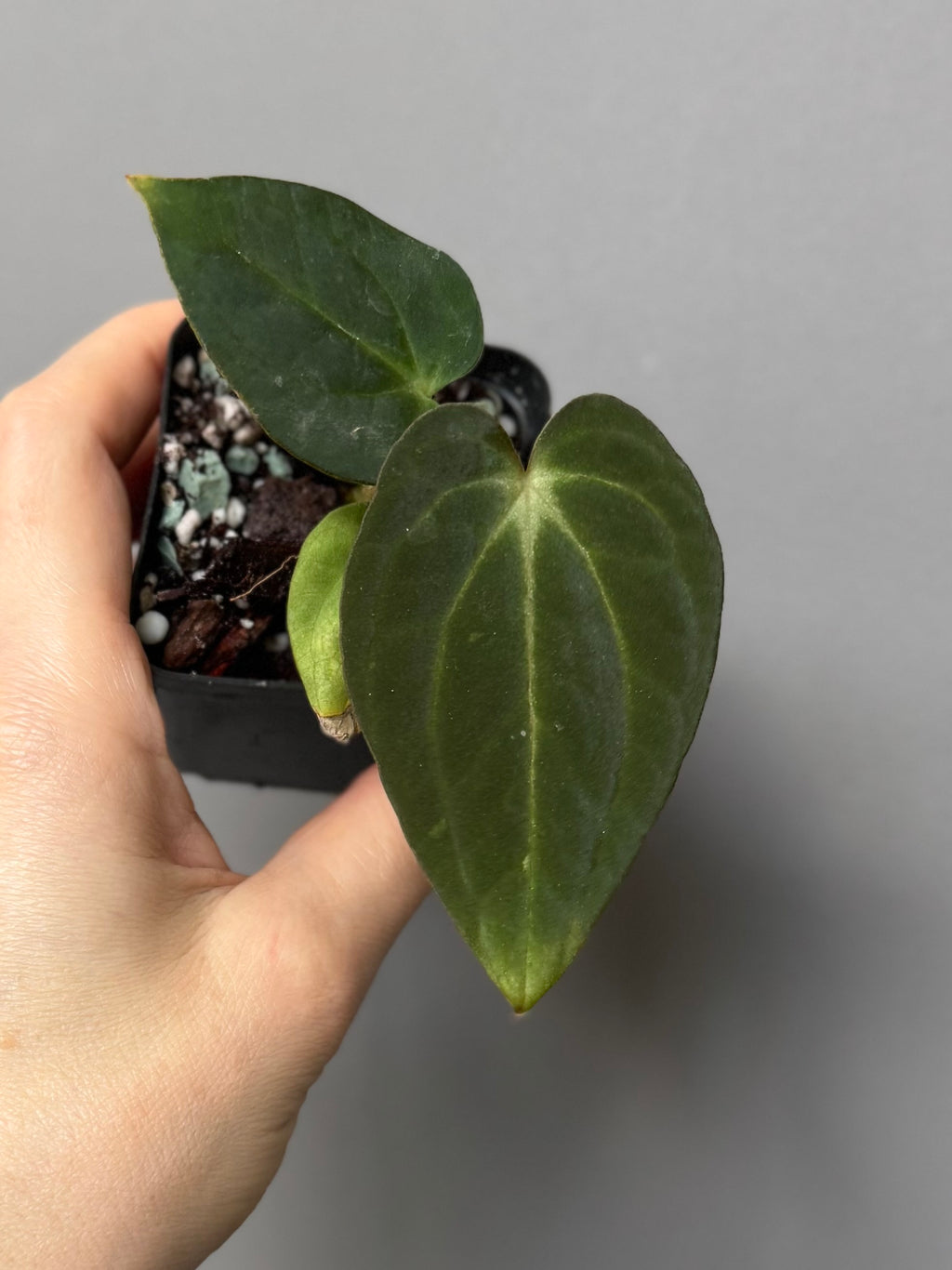 Anthurium ((RG Dressleri x Carlablackiae)xBVEP) X Carlablackiae C1