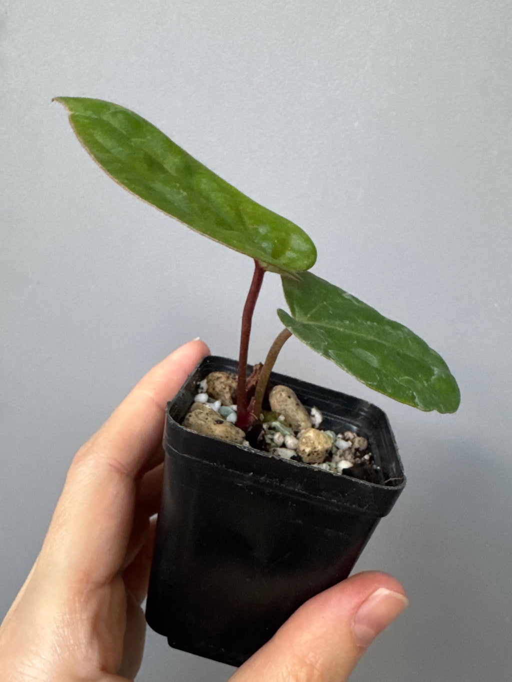 Anthurium ‚Bloodmoon‘ Klon