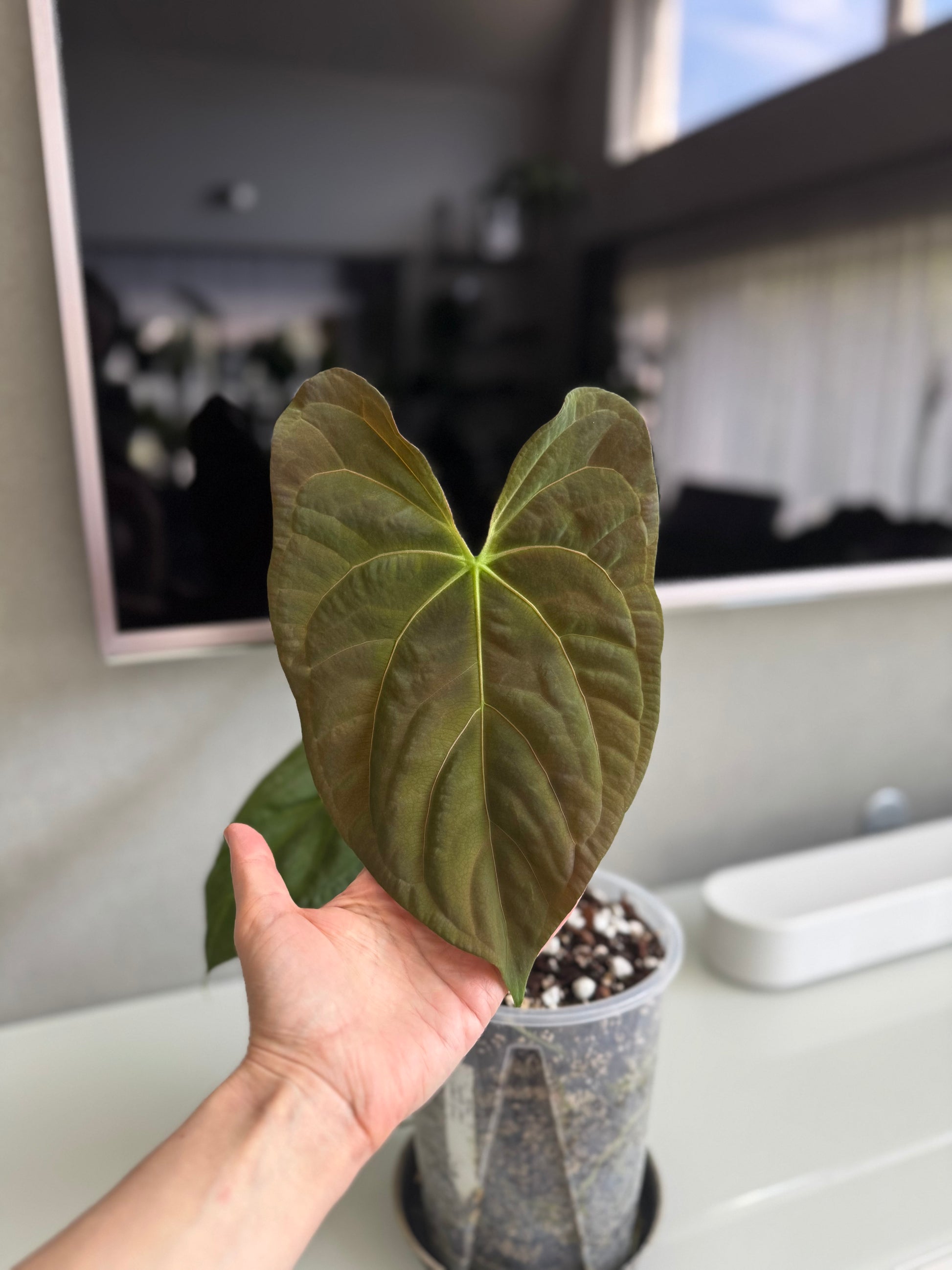 Anthurium (NoIDx papi Indo #2) x (NoIDx papi Indo #1)- germinated seeds