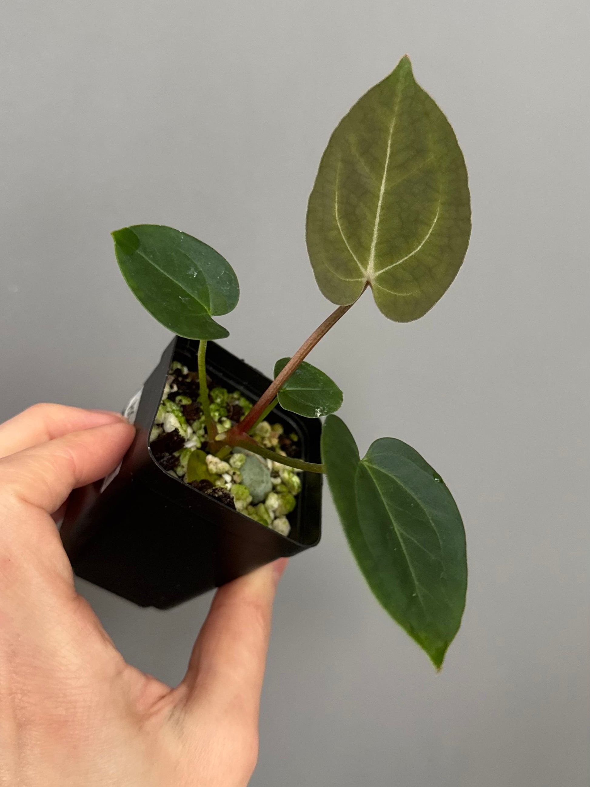 Anthurium (AOS x forgetii) x (NSE Red Crystallinum x Carlablackiae)