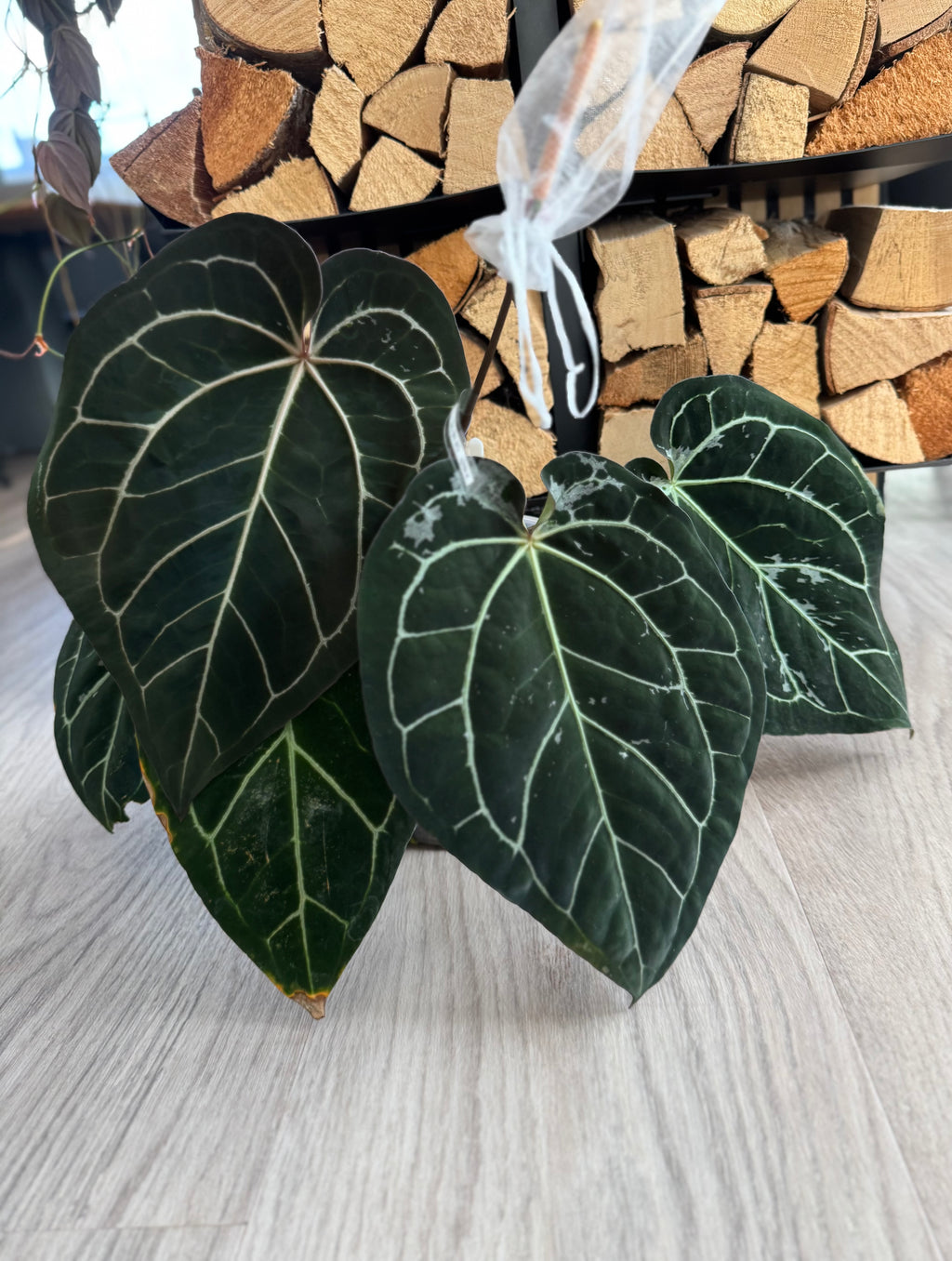 Anthurium (AOS x forgetii) x (NSE Red Crystallinum x carlablackiae)- germinated seeds