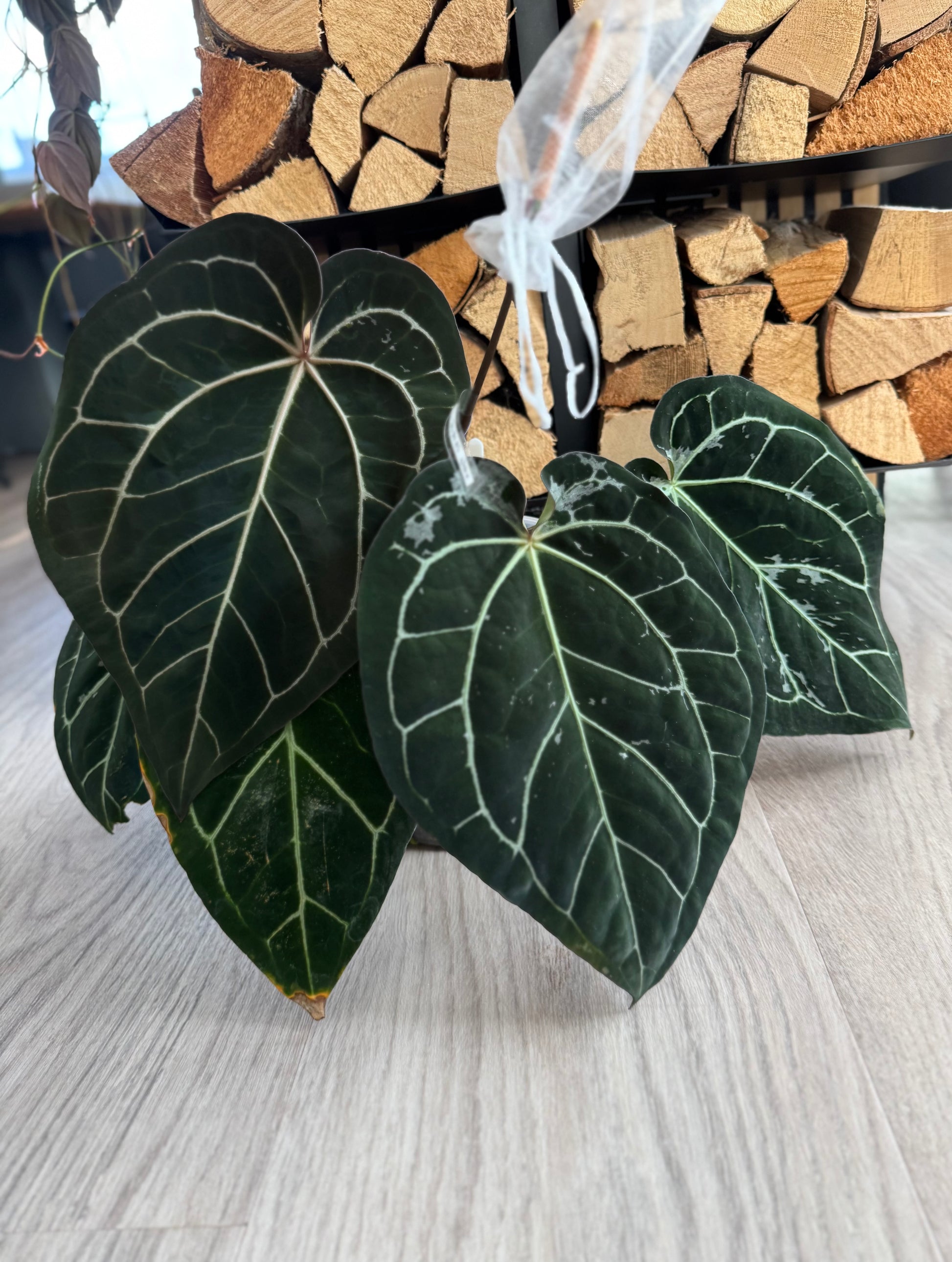 Anthurium (AOS x forgetii) x (NSE Red Crystallinum x carlablackiae)- germinated seeds
