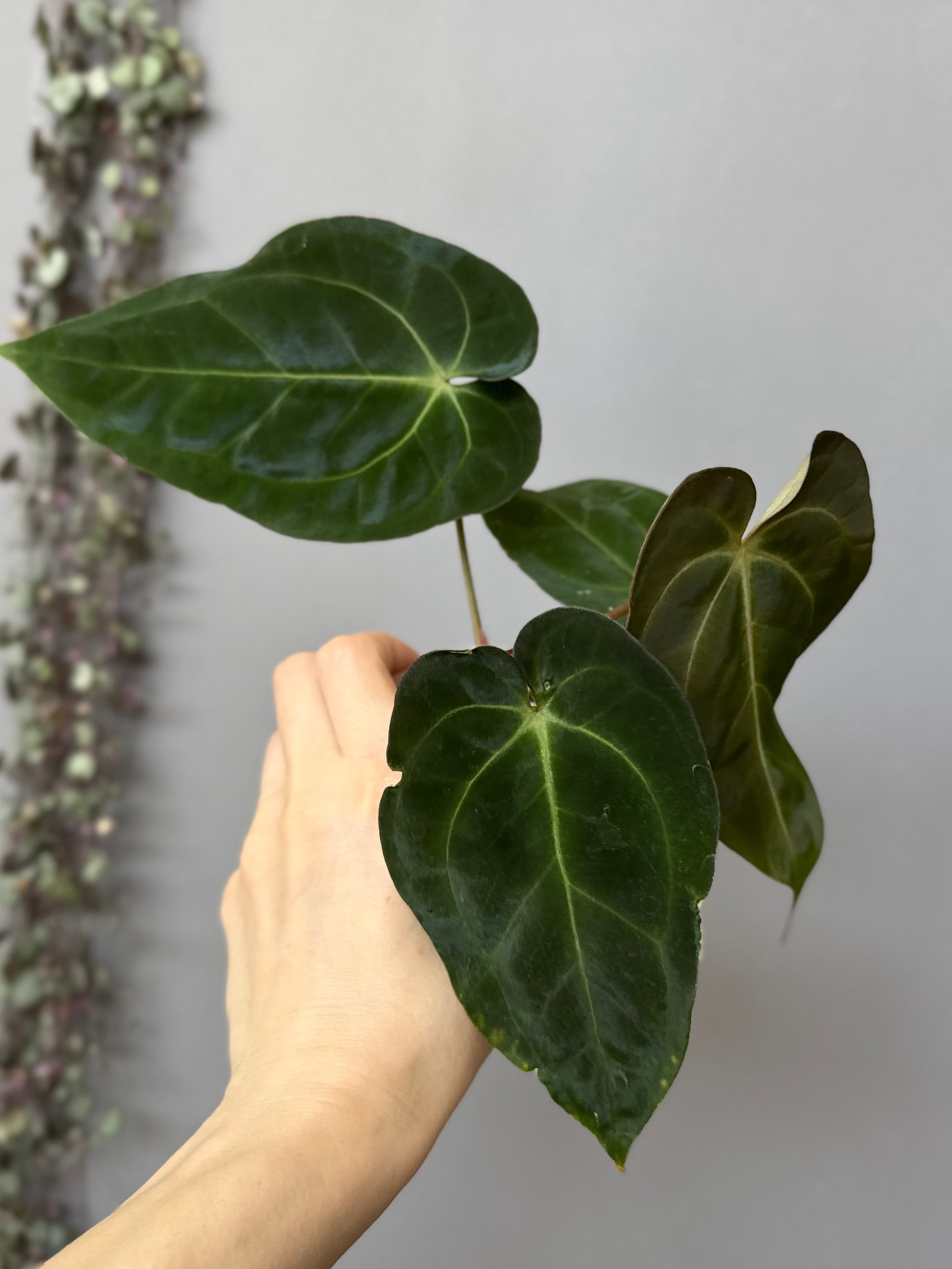 Anthurium Besseae aff. x Papillilaminum