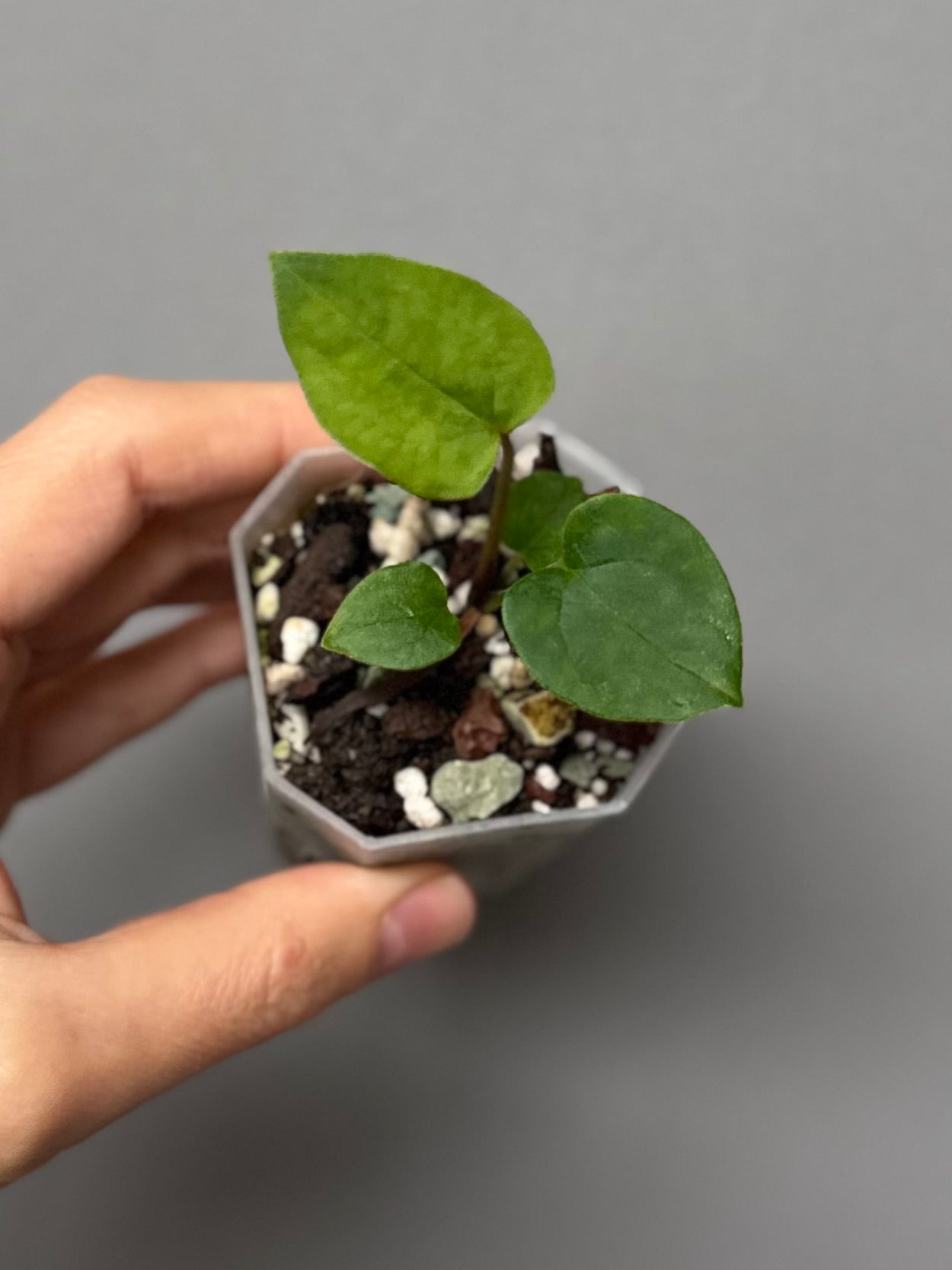 Midnight Velvet 'Deep Ruby' clone