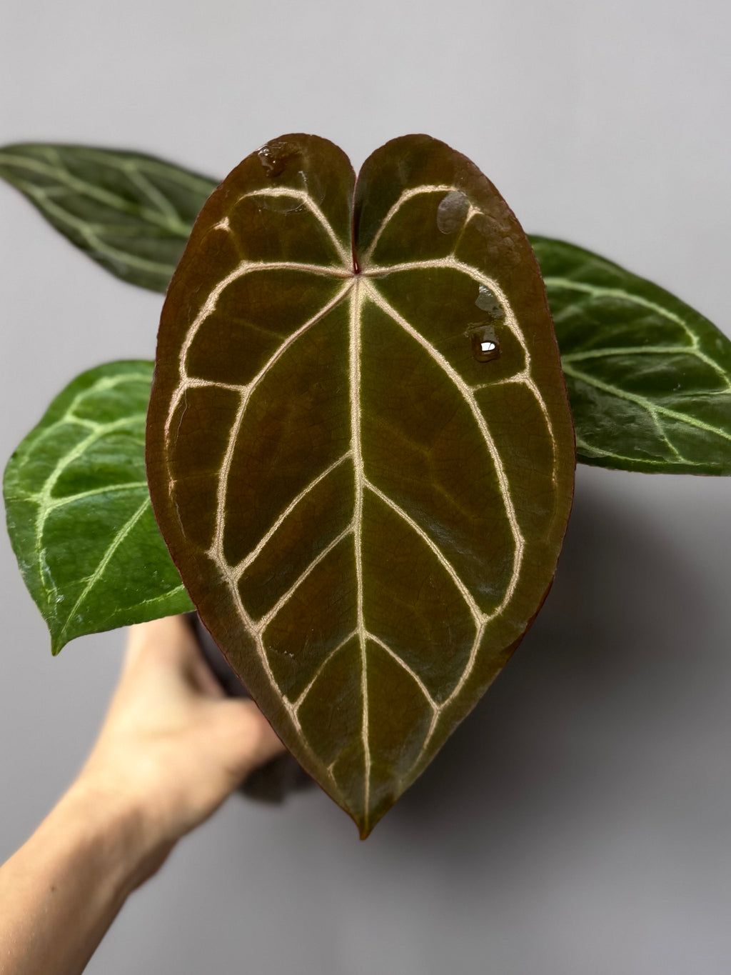 Anthurium (Brielle x Red Crystallinum) x NSE Carlablackiae