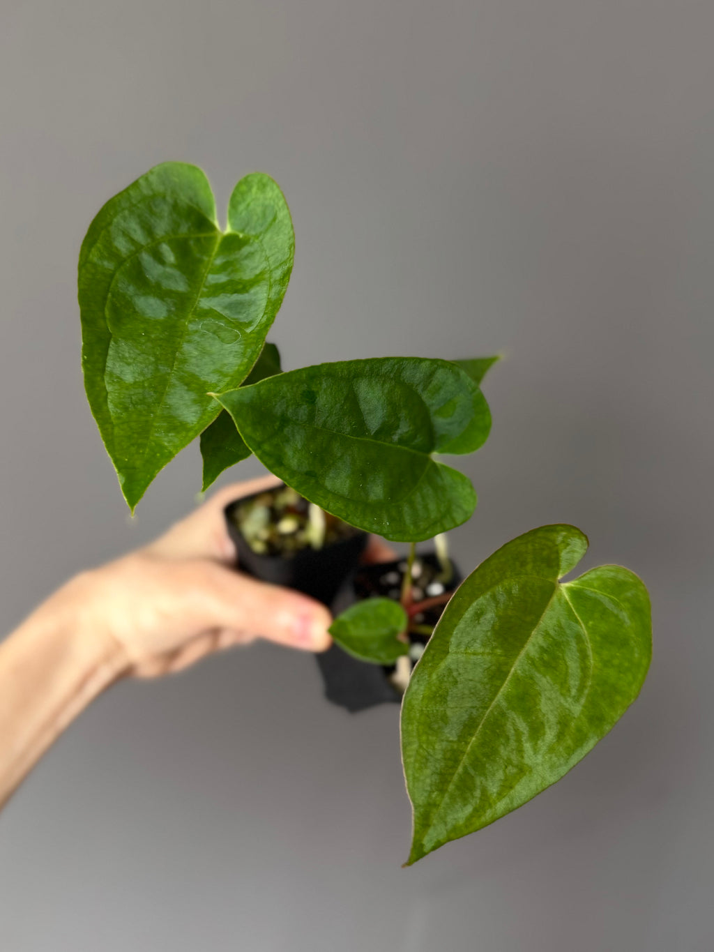 Anthurium crystallinum x papillilaminum