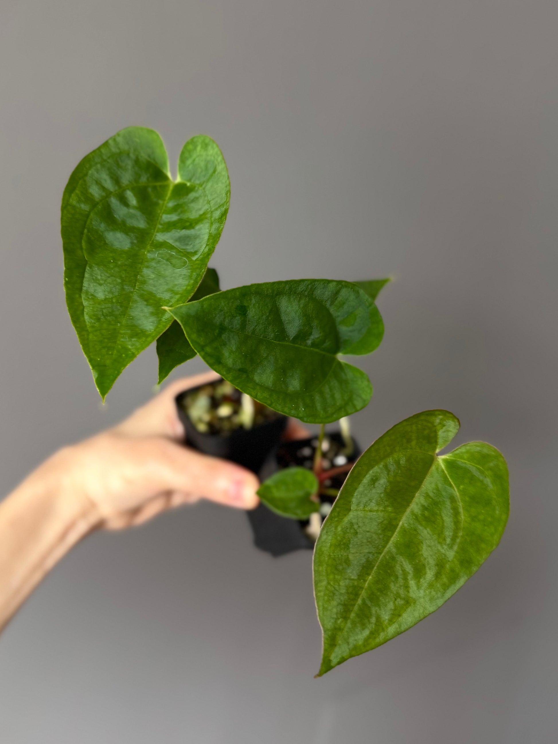 Anthurium crystallinum x papillilaminum