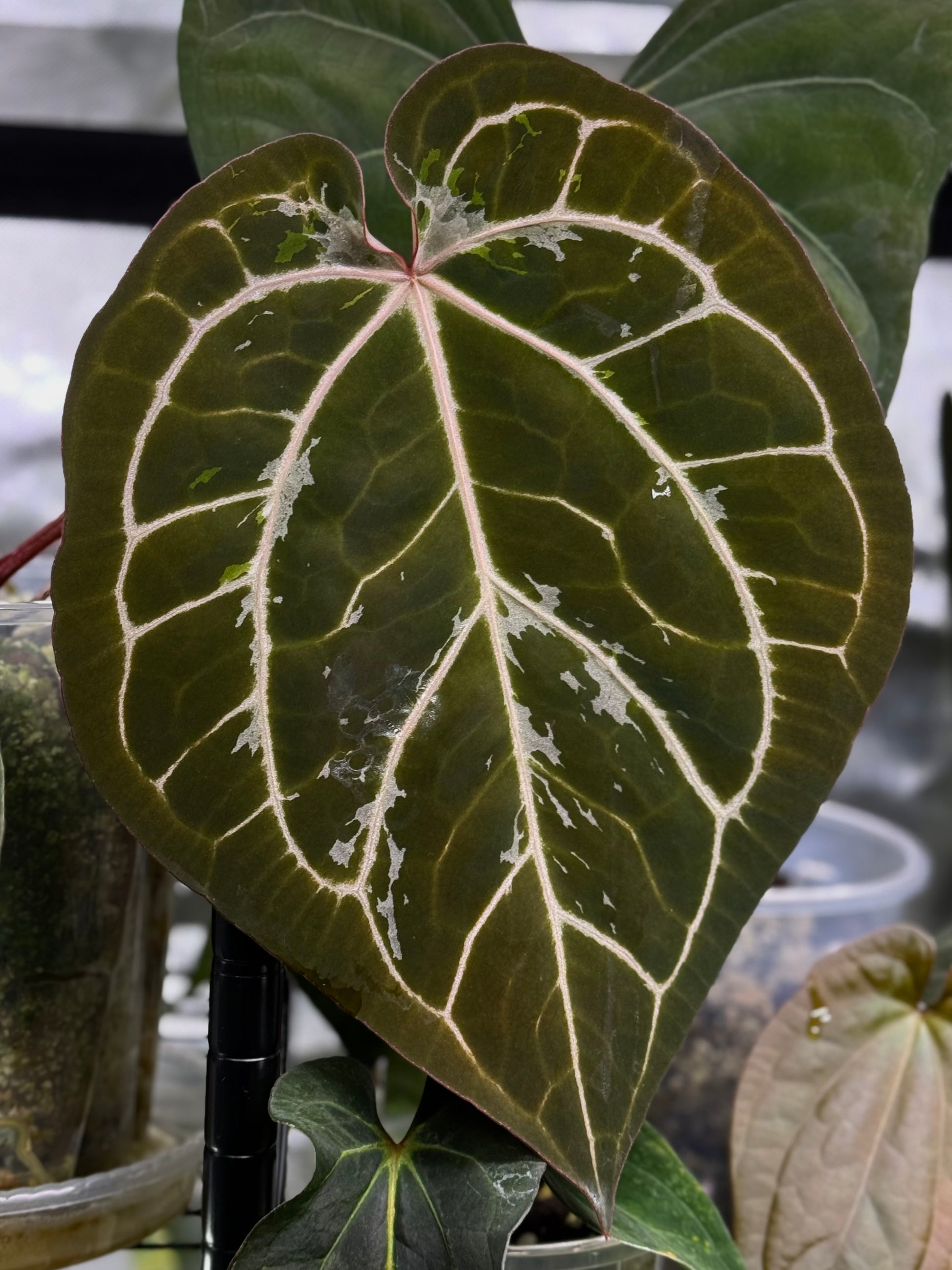 Anthurium (AOS x forgetii) x (NSE Red Crystallinum x carlablackiae)- germinated seeds