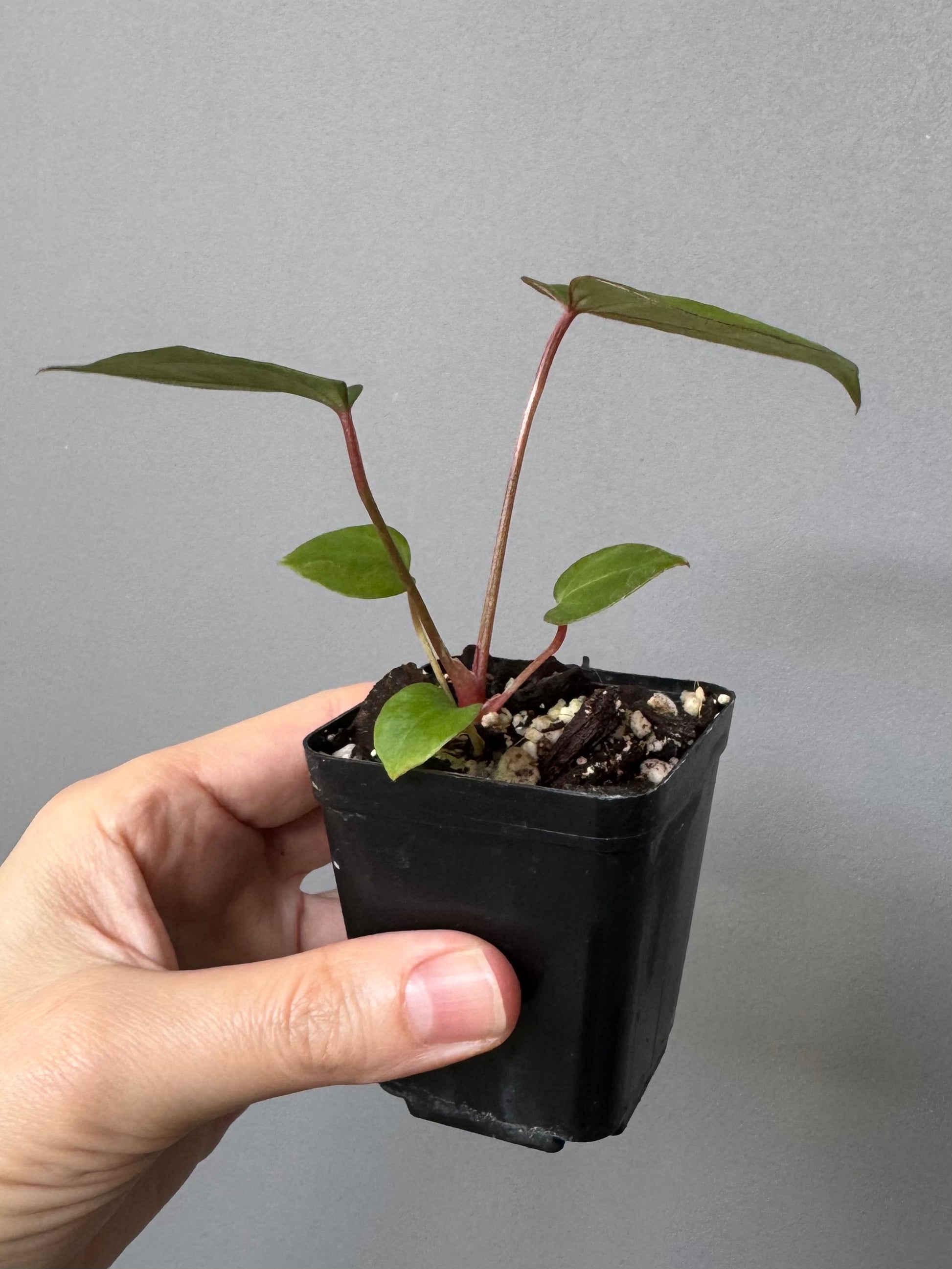 Anthurium CV Carmesim x ZxM