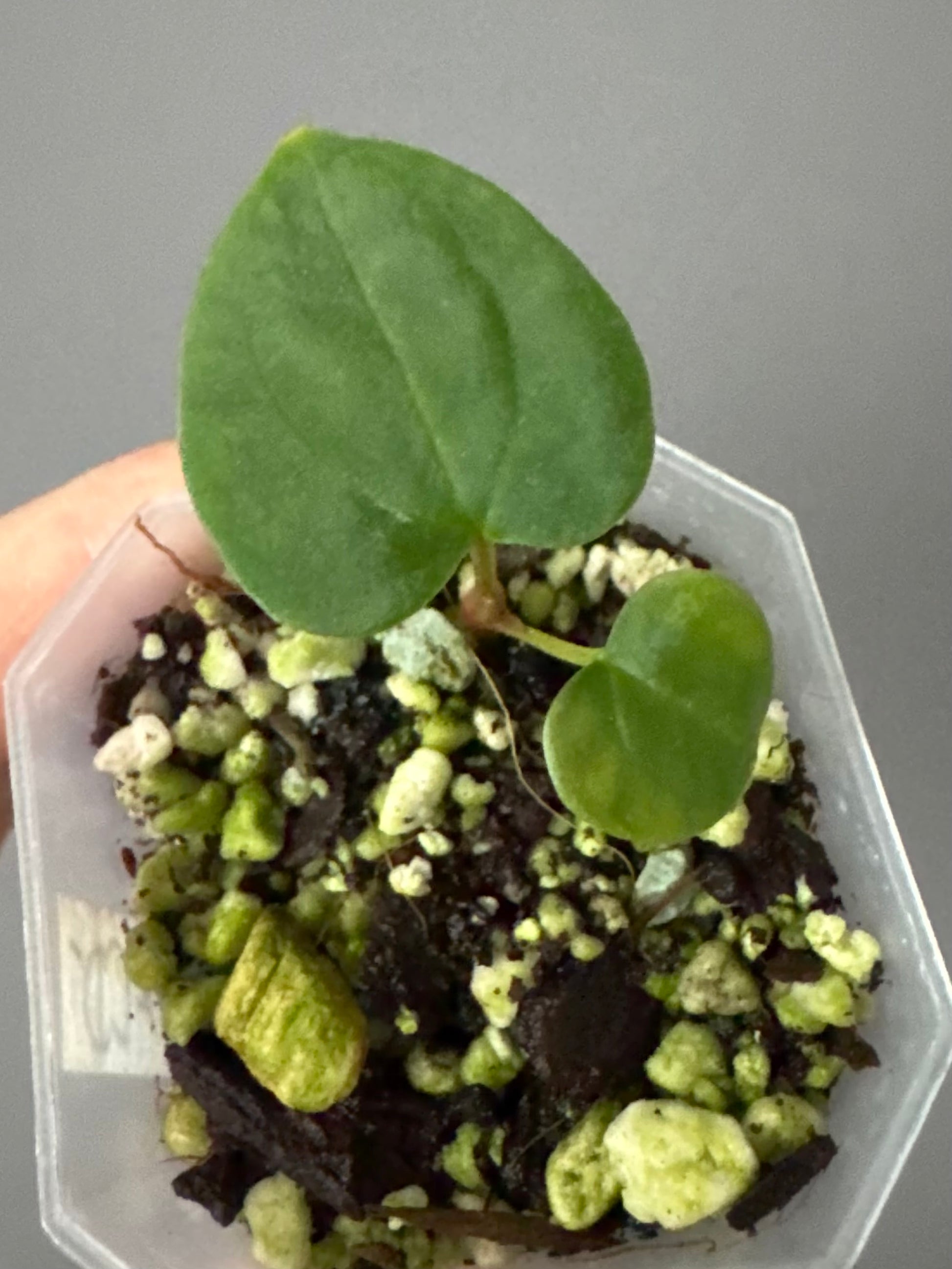 Anthurium RG dressleri x Carlablackiae District