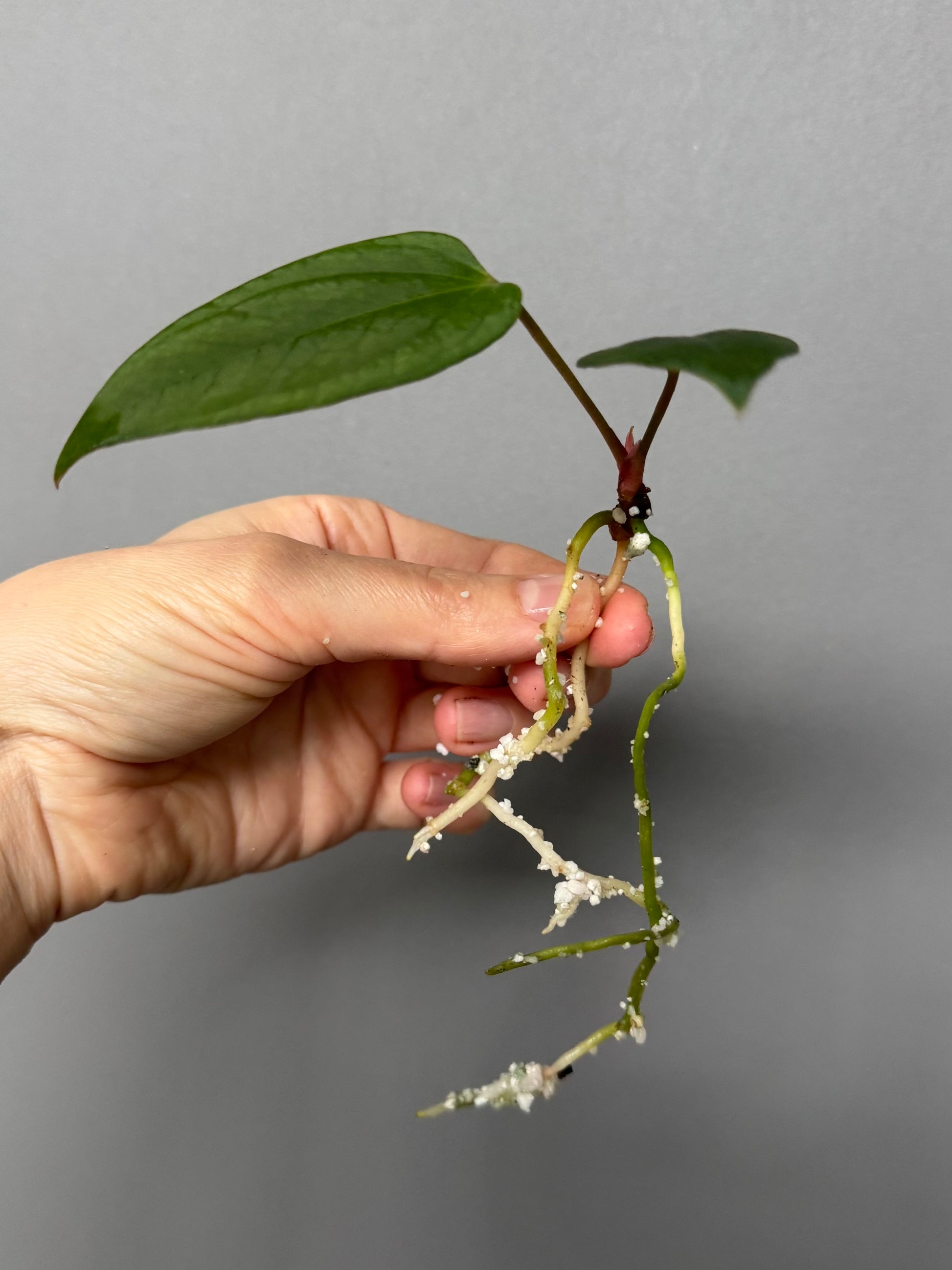 Anthurium portillae ‚Dorito‘ Klon Ableger