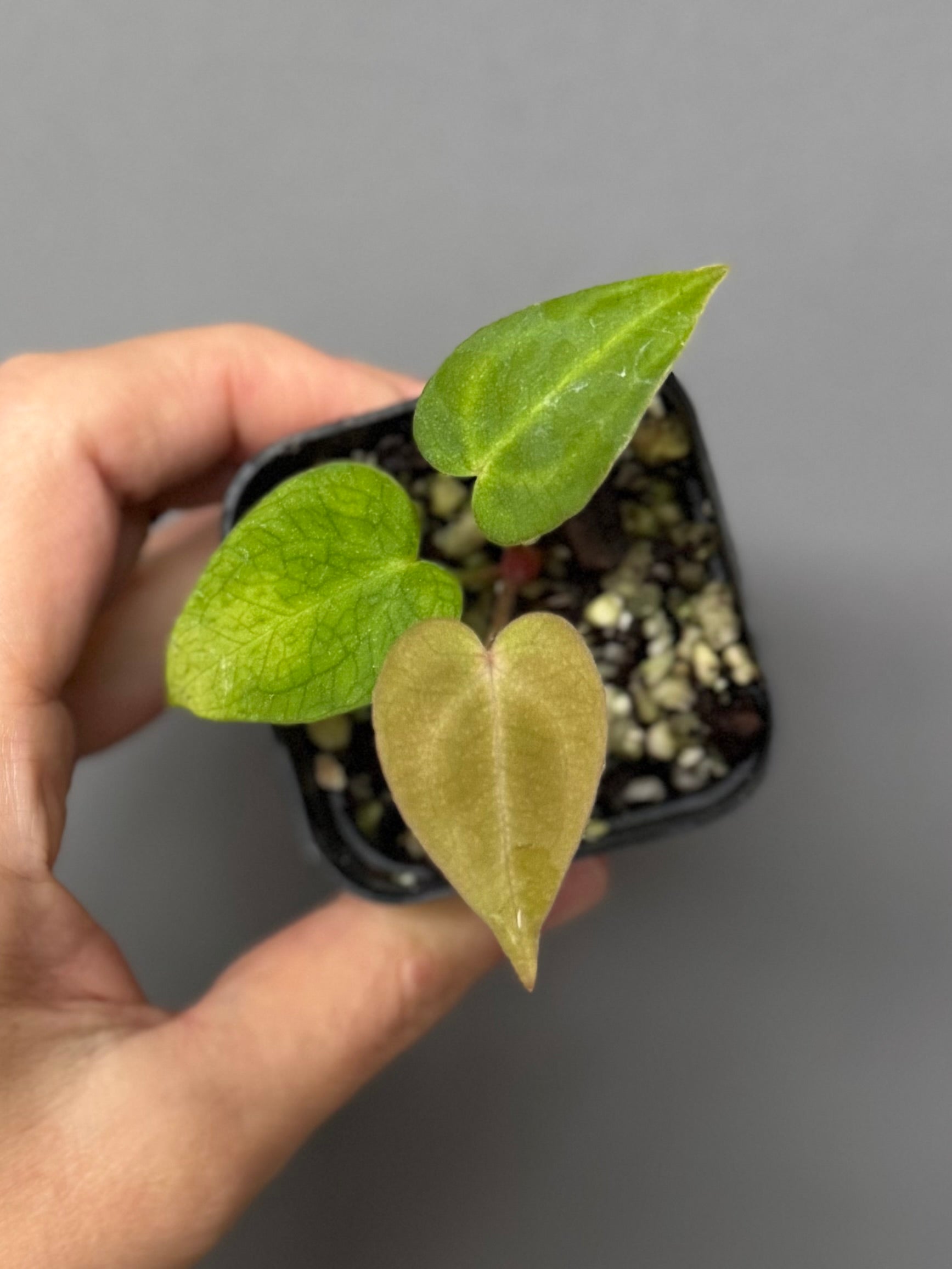 Anthurium forgetii x carlablackiae
