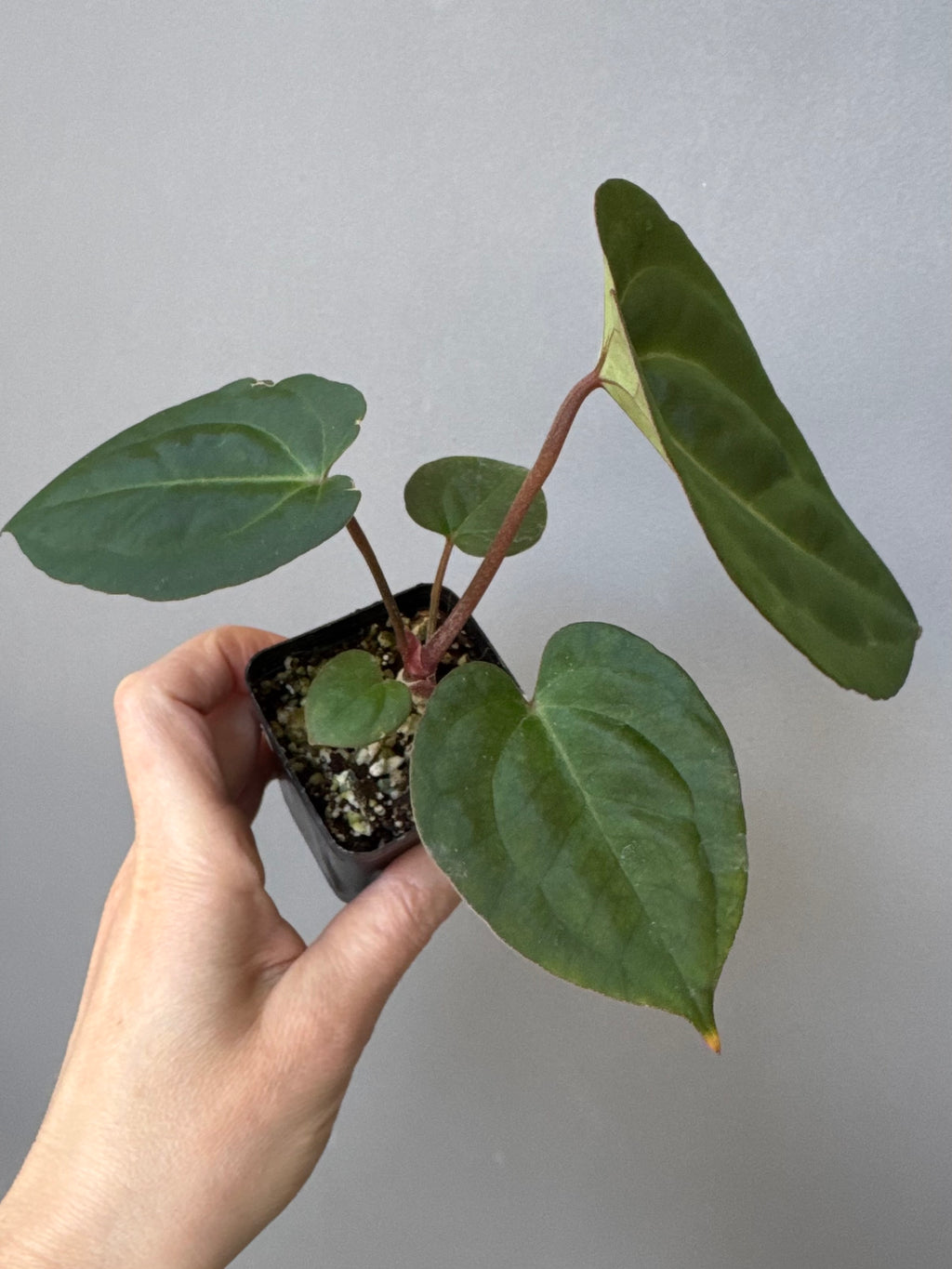 Anthurium (Papillilaminum Daniel x Besseae aff.) x  (NSE Red Crystallinum x Carlablackiae)