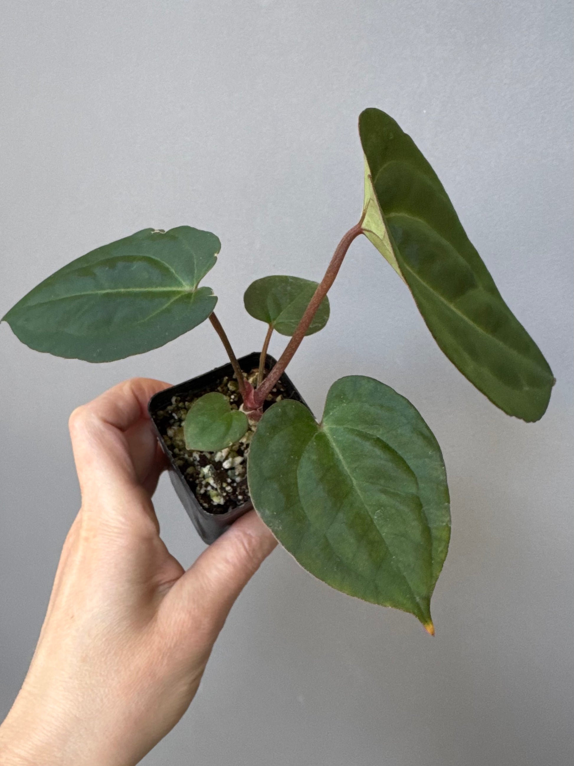 Anthurium (Papillilaminum Daniel x Besseae aff.) x  (NSE Red Crystallinum x Carlablackiae)