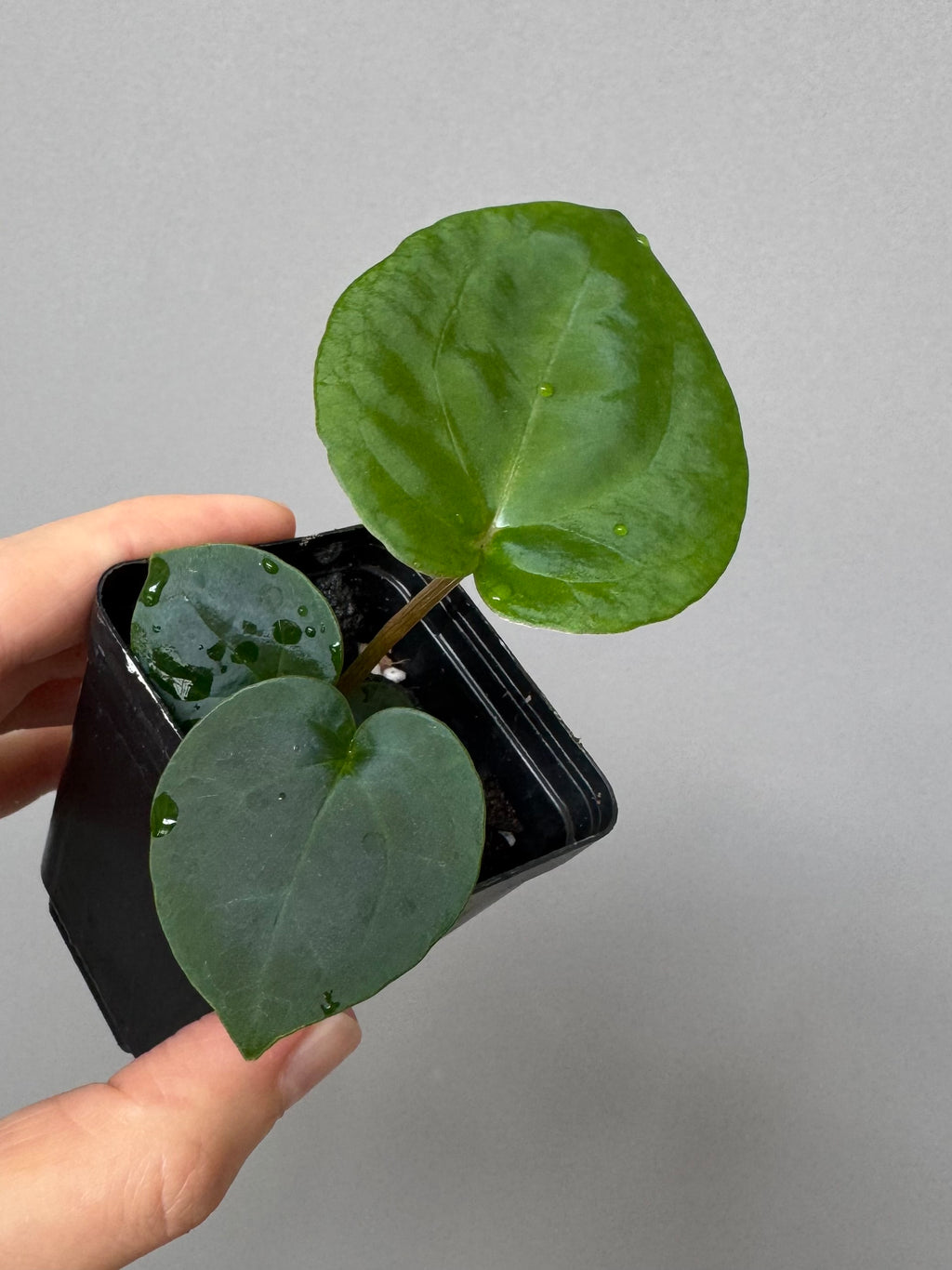 Anthurium (NSE Red Crystallinum x Carla) x RVDP