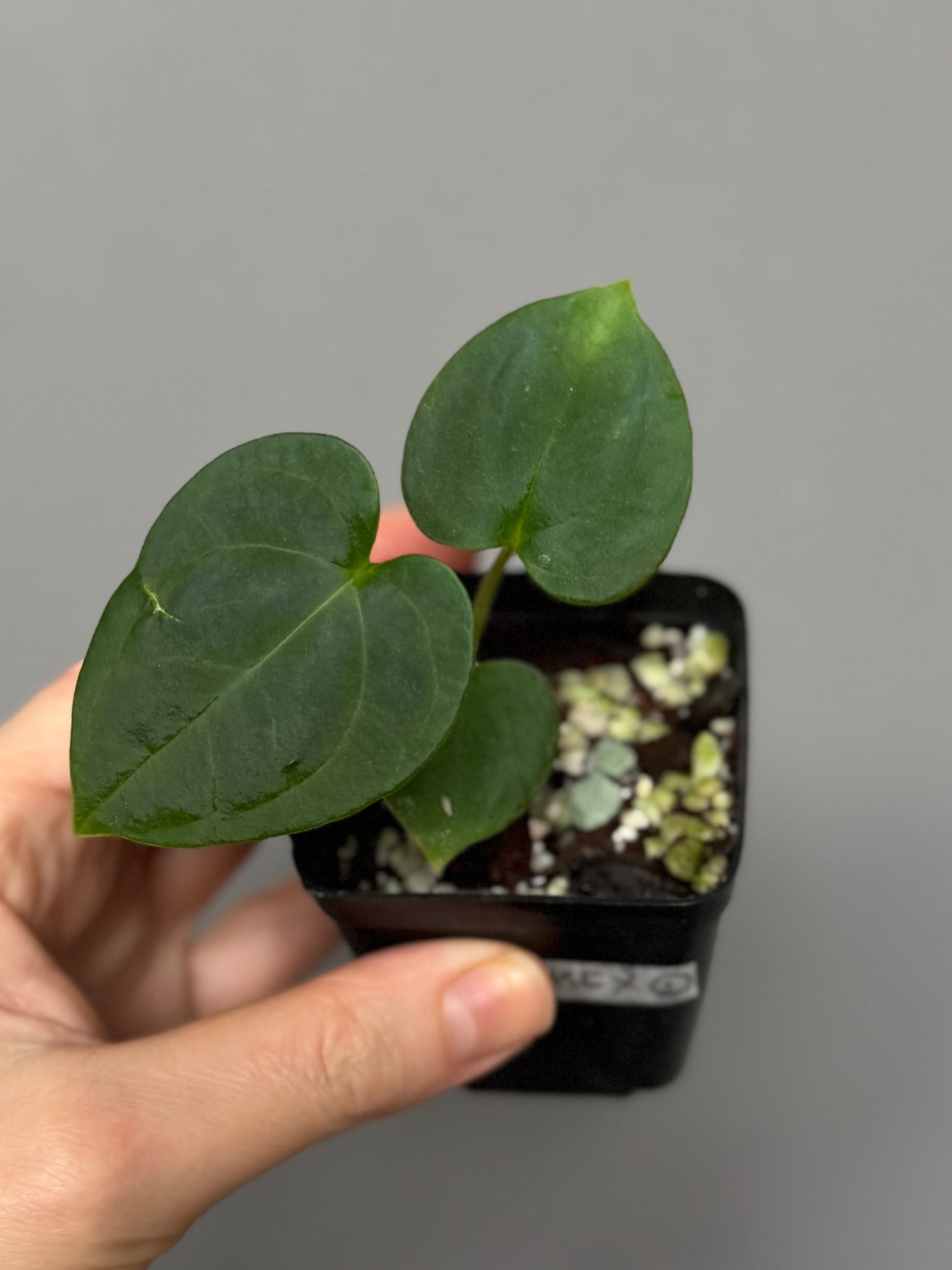 (Midnight Velvet x Red Studd) x NSE CarlaX #2