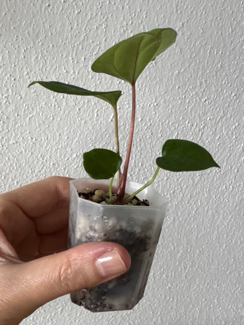 (Papillilaminum Daniel x Besseae aff.) X RVDP