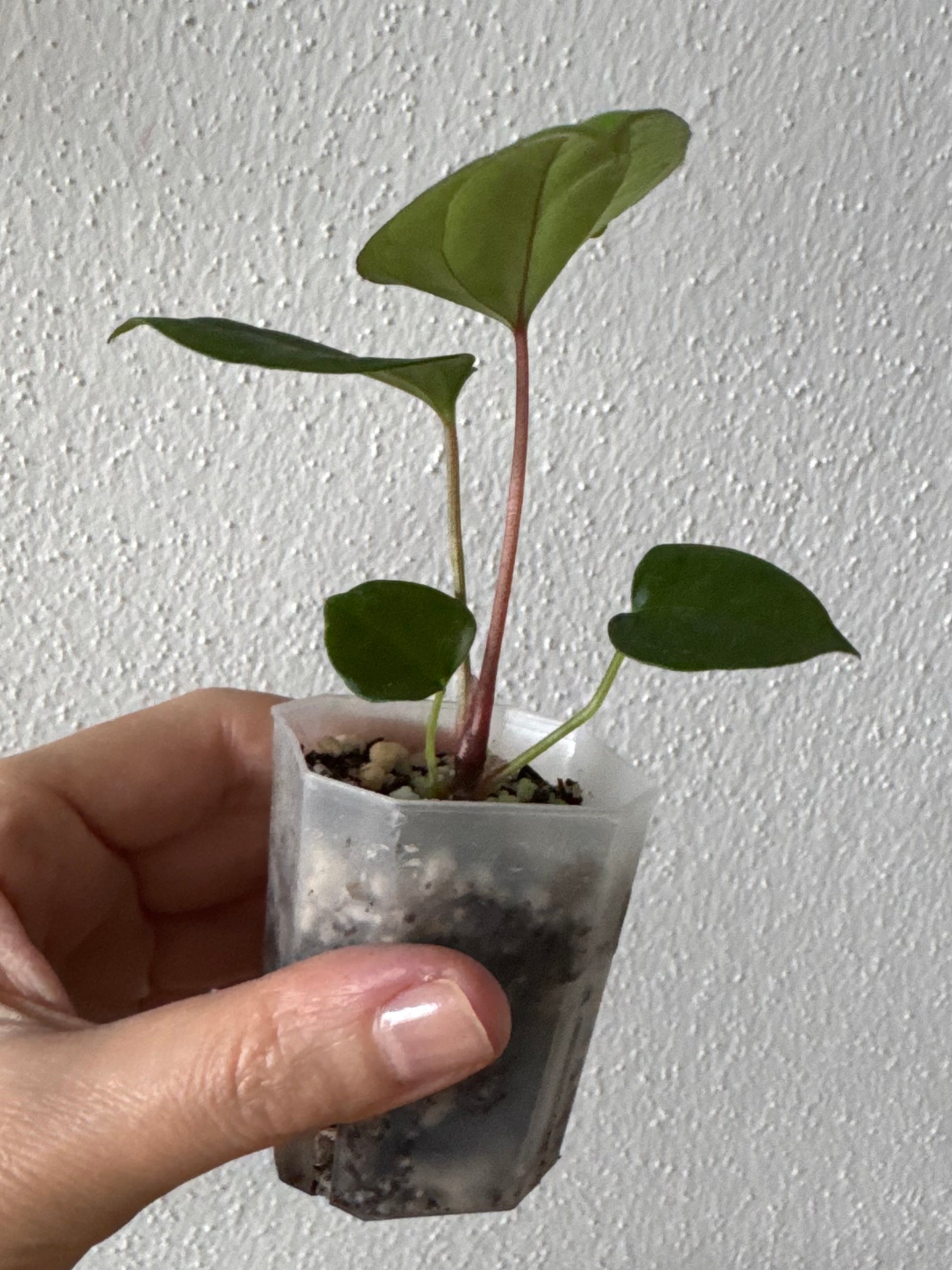 (Papillilaminum Daniel x Besseae aff.) X RVDP