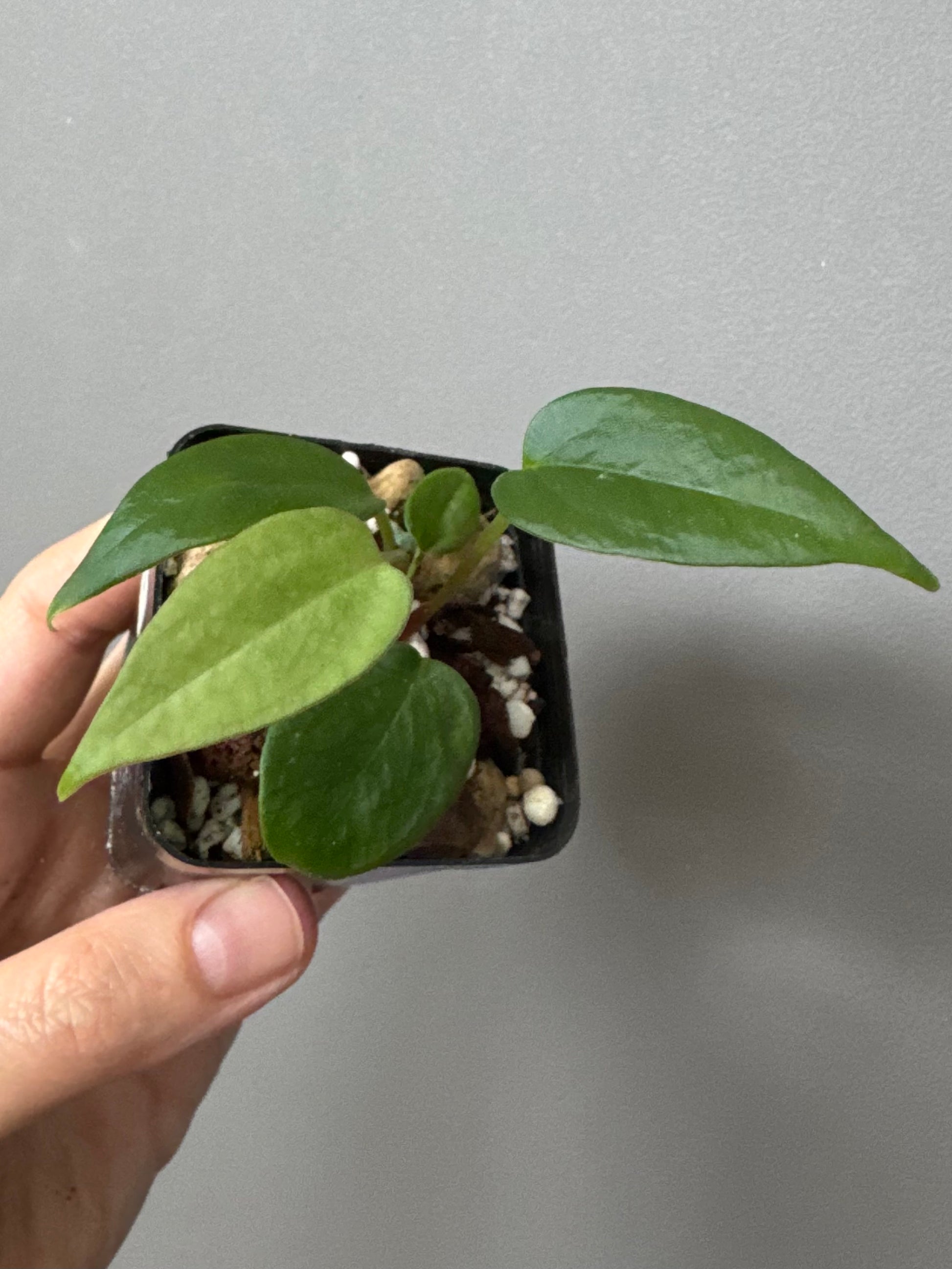Anthurium portillae (NSE x Dorito) by max_aroids