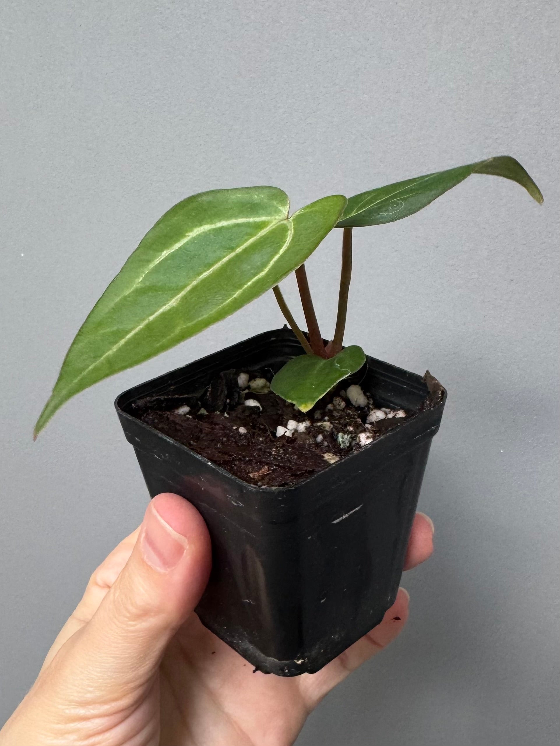 NSE Red Crystallinum x Carlablackiae (blister variegated) Clone/Ableger