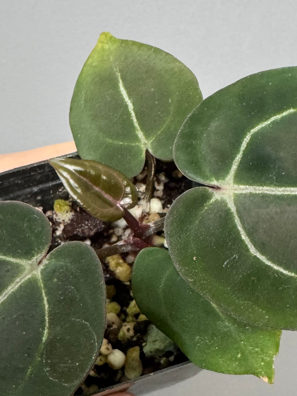 Anthurium (ZxM) x  (NSE Red Crystallinum x Carlablackiae)