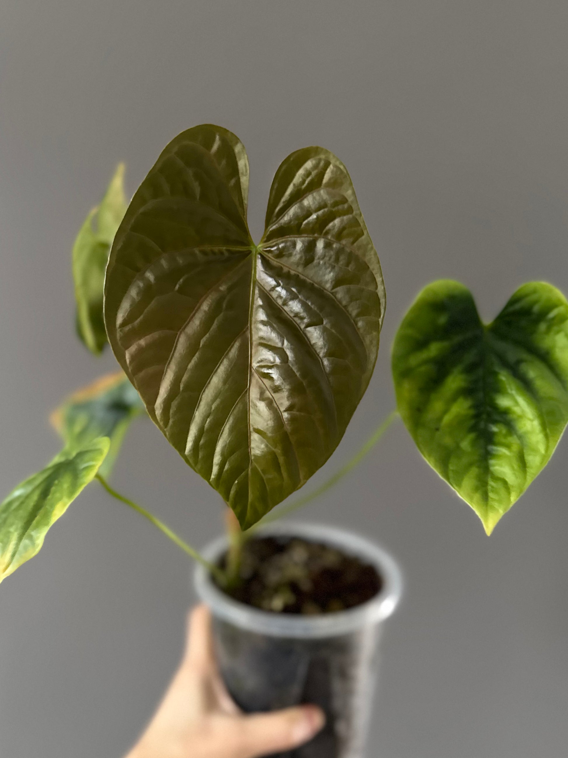 Anthurium debilis (#1) - Ableger