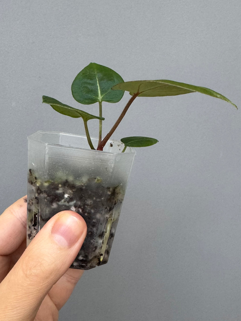 Anthurium (ZxM) x  (NSE Red Crystallinum x Carlablackiae)