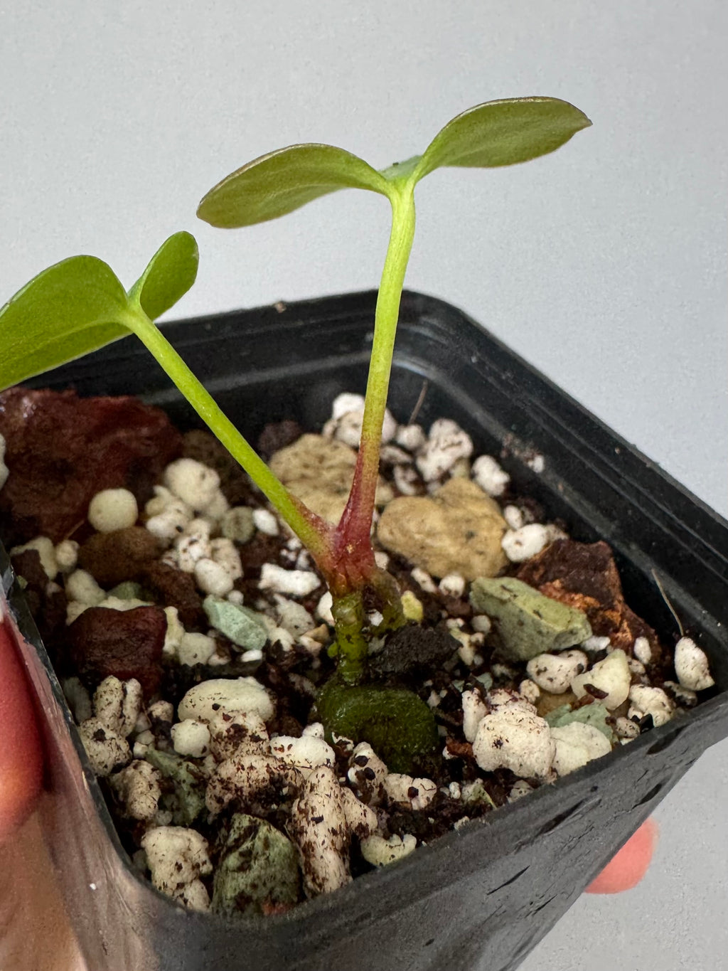 Anthurium forgetii x (besseae black x BVEP)