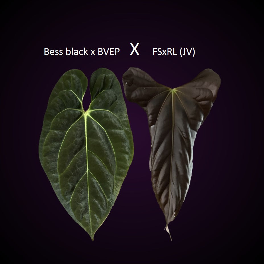 **NEW** Anthurium (Besseae aff. black x BVEP) x (FSxRL)- Gekeimte Samen