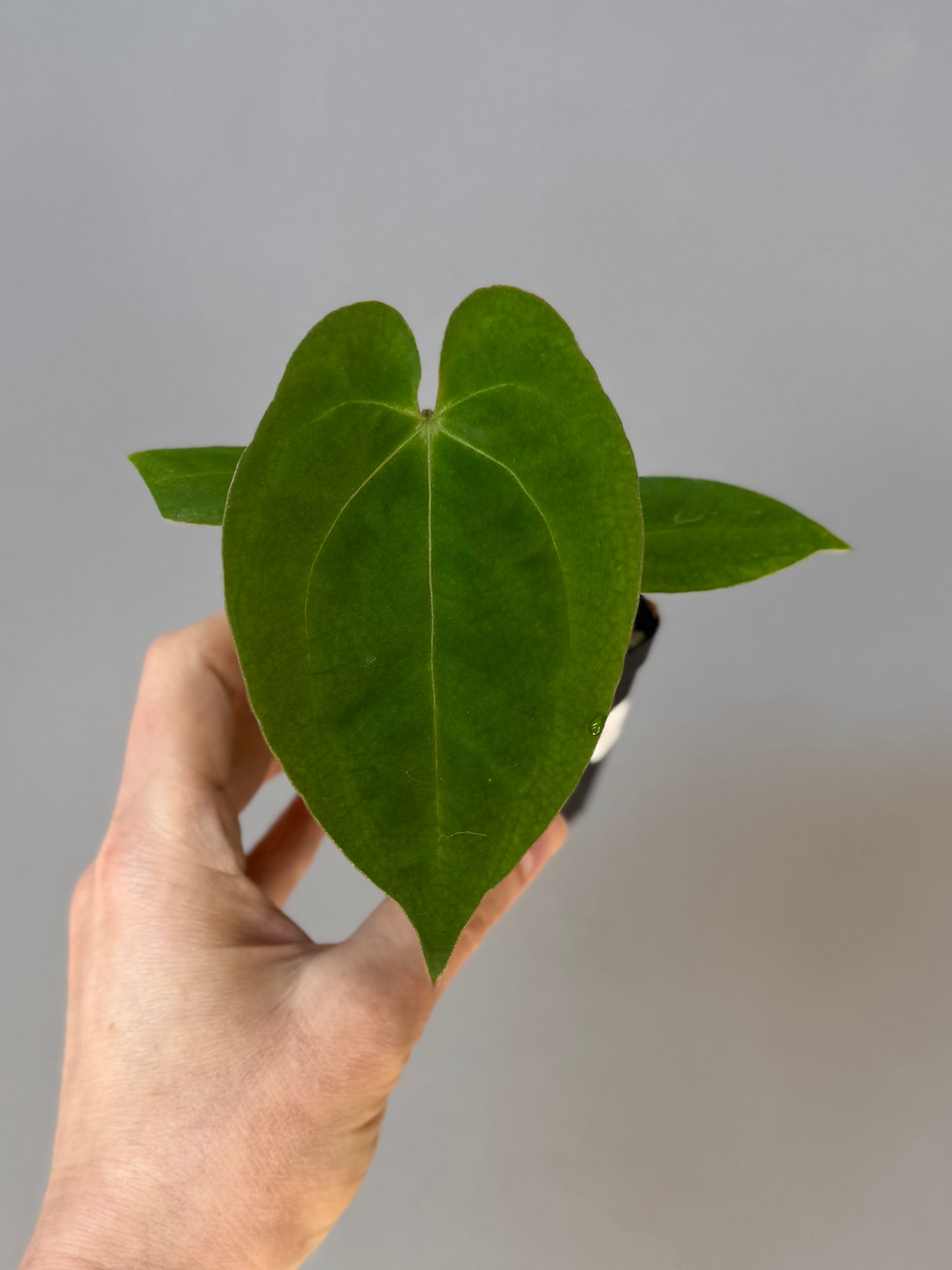 Anthurium crystallinum x papillilaminum