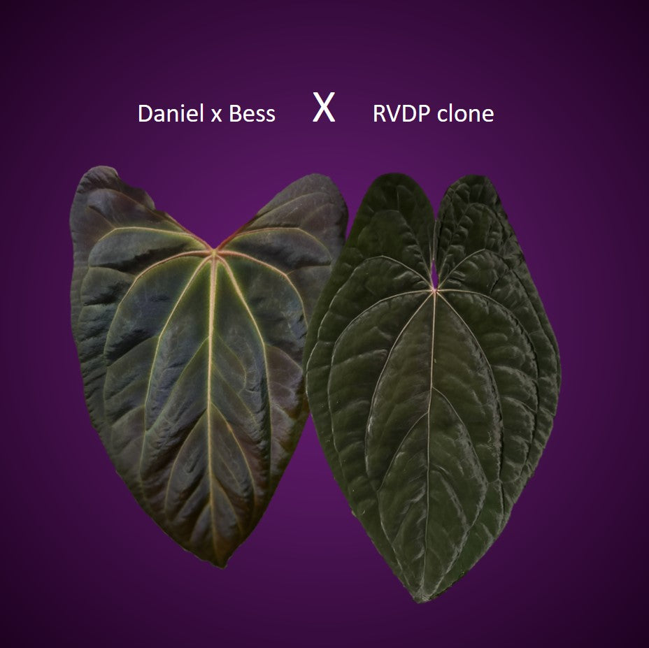(Papillilaminum Daniel x Besseae aff.) X RVDP - one leafer