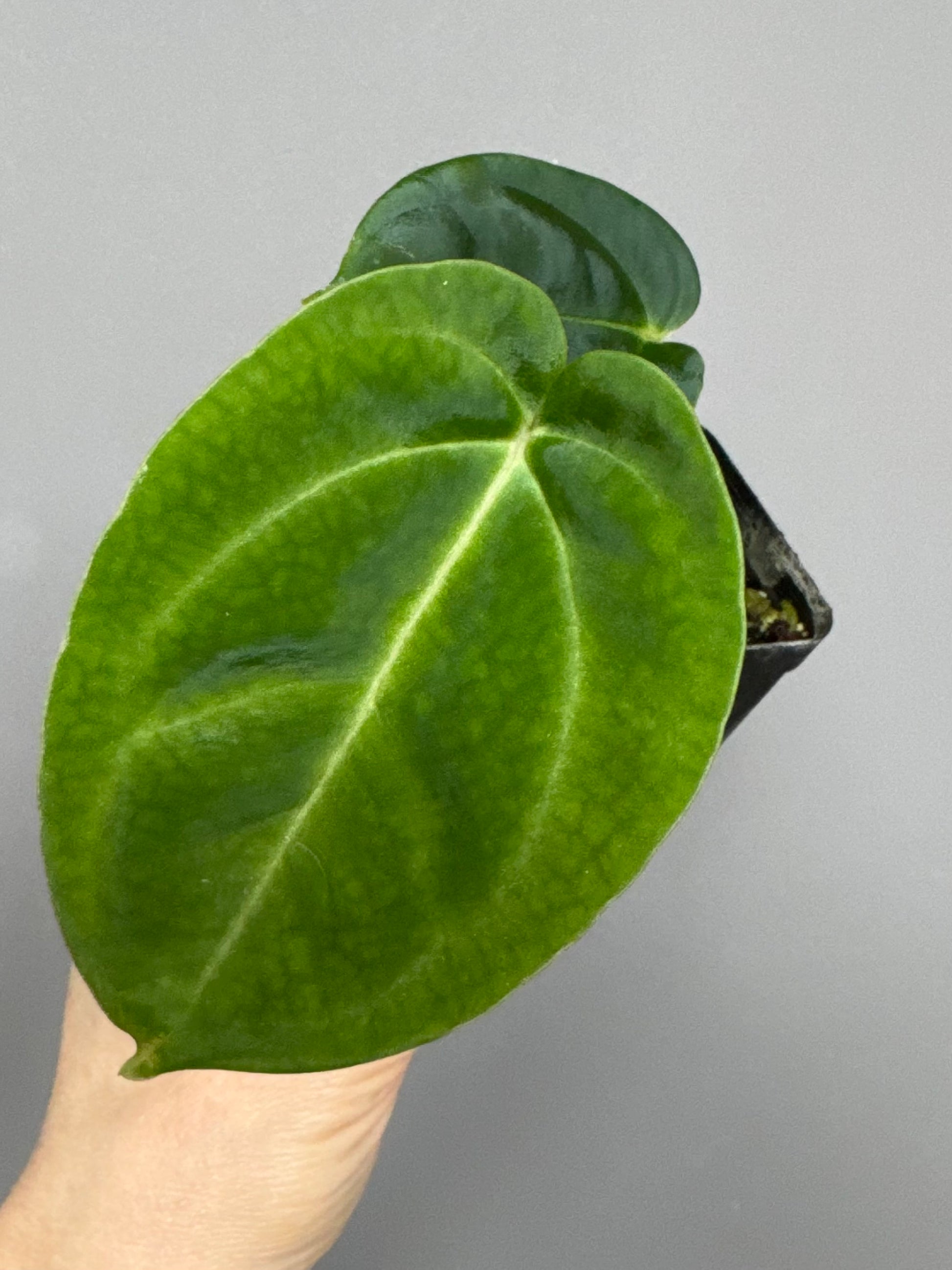 Anthurium NoID x besseae aff. long