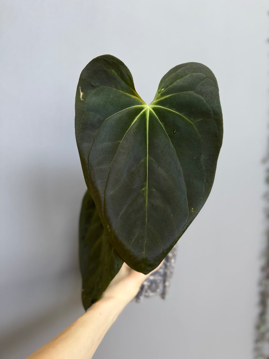 (Midnight Velvet x Red Studd) x NSE CarlaX #2