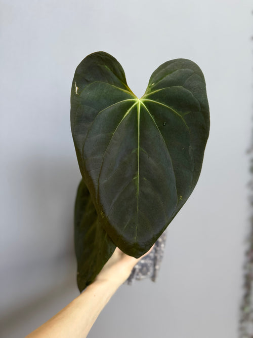 (Midnight Velvet x Red Studd) x NSE CarlaX #2