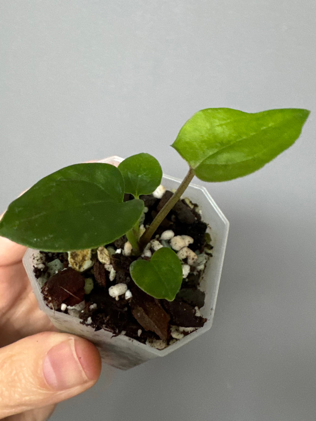 Midnight Velvet 'Deep Ruby' clone